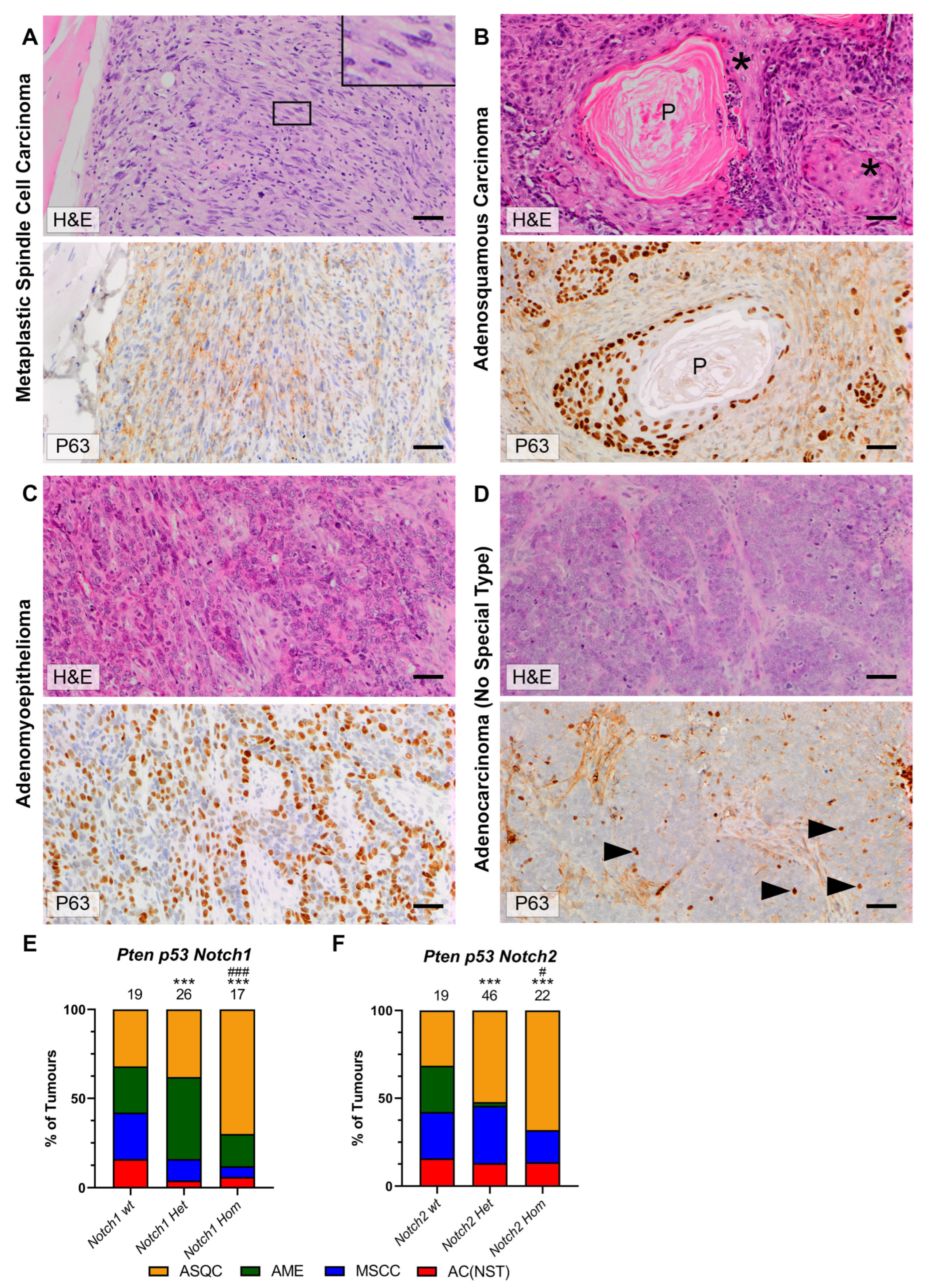 Cancers 15 04324 g003
