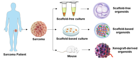 Patient-Derived Organoids as a Promising Tool for Multimodal Management ...