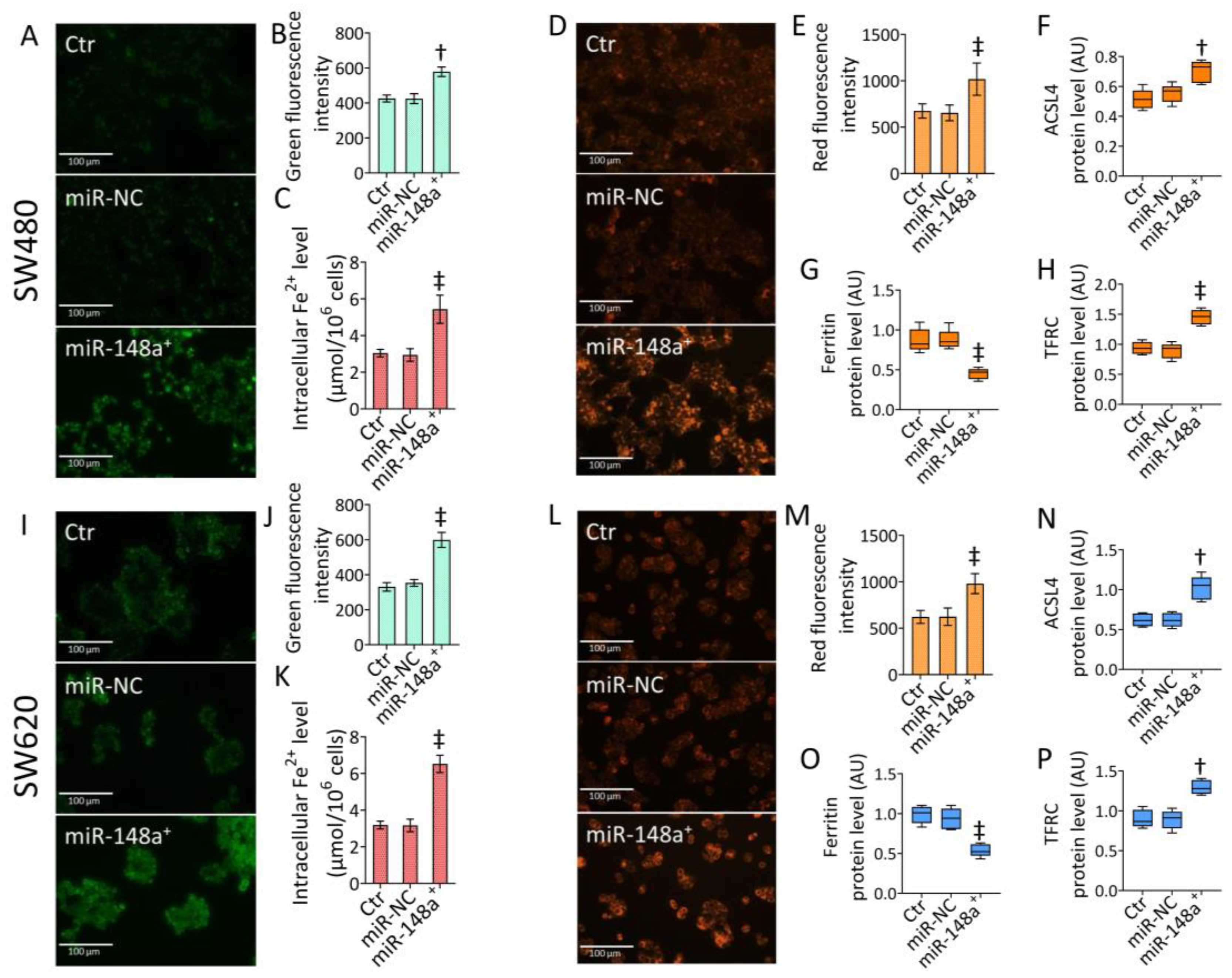 Cancers 15 04342 g005