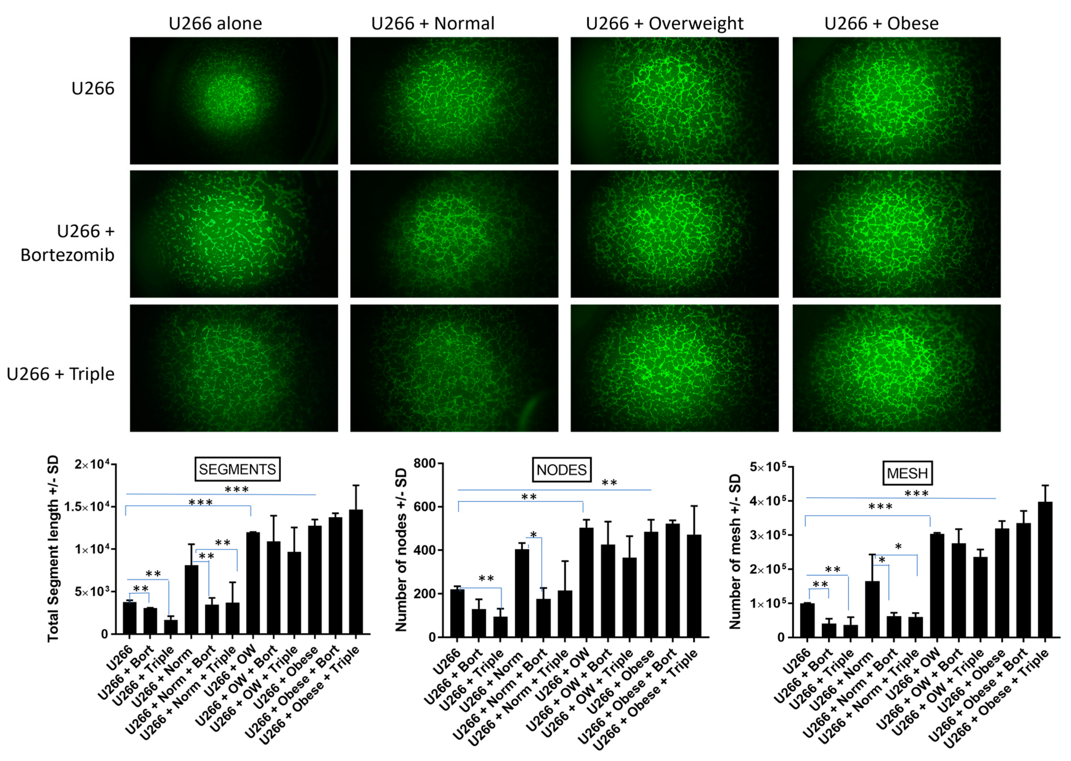 Cancers 15 04347 g004