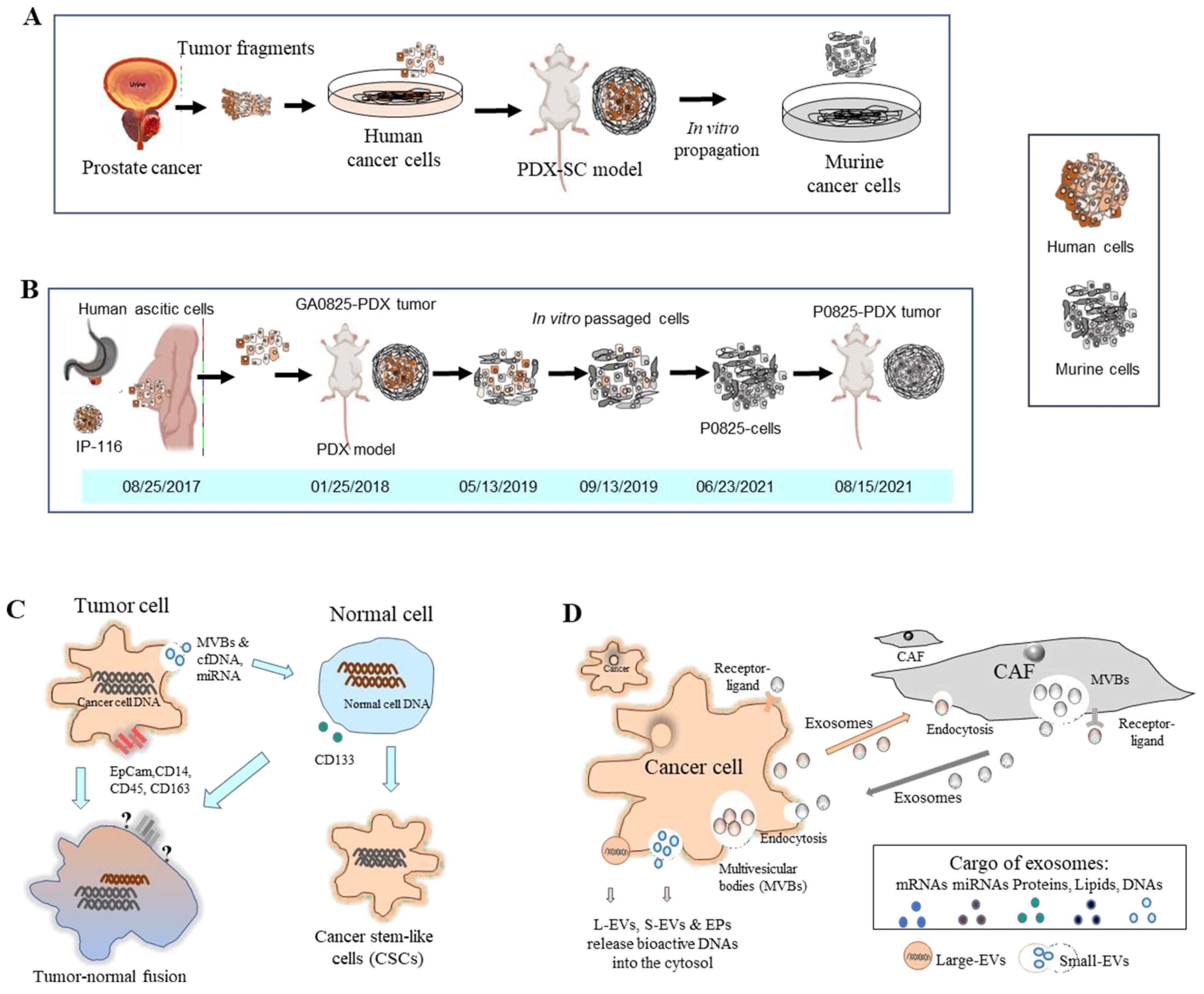 Cancers 15 04352 g004 Cancers 15 04352 g004