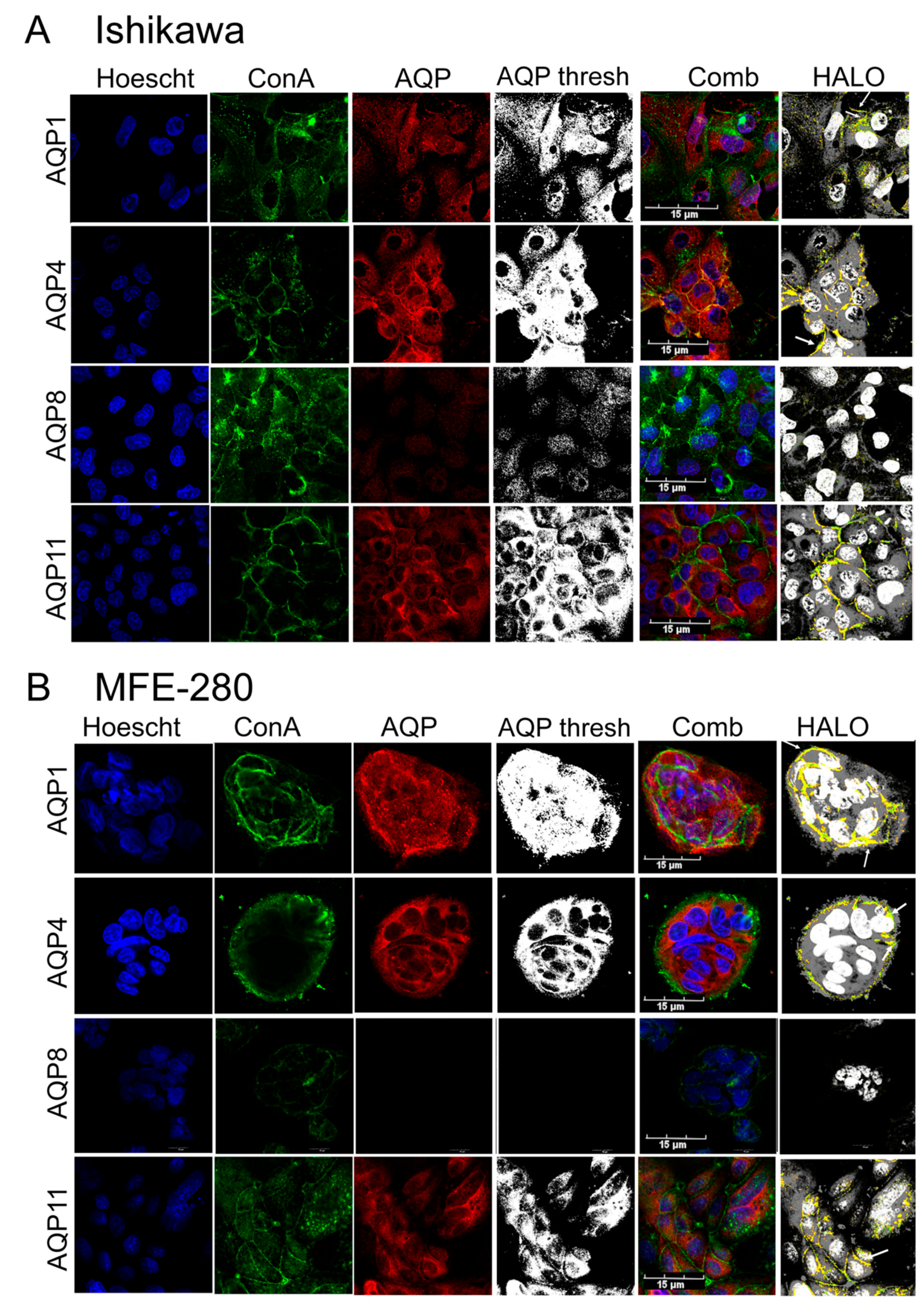 Cancers 15 04507 g003 Cancers 15 04507 g003