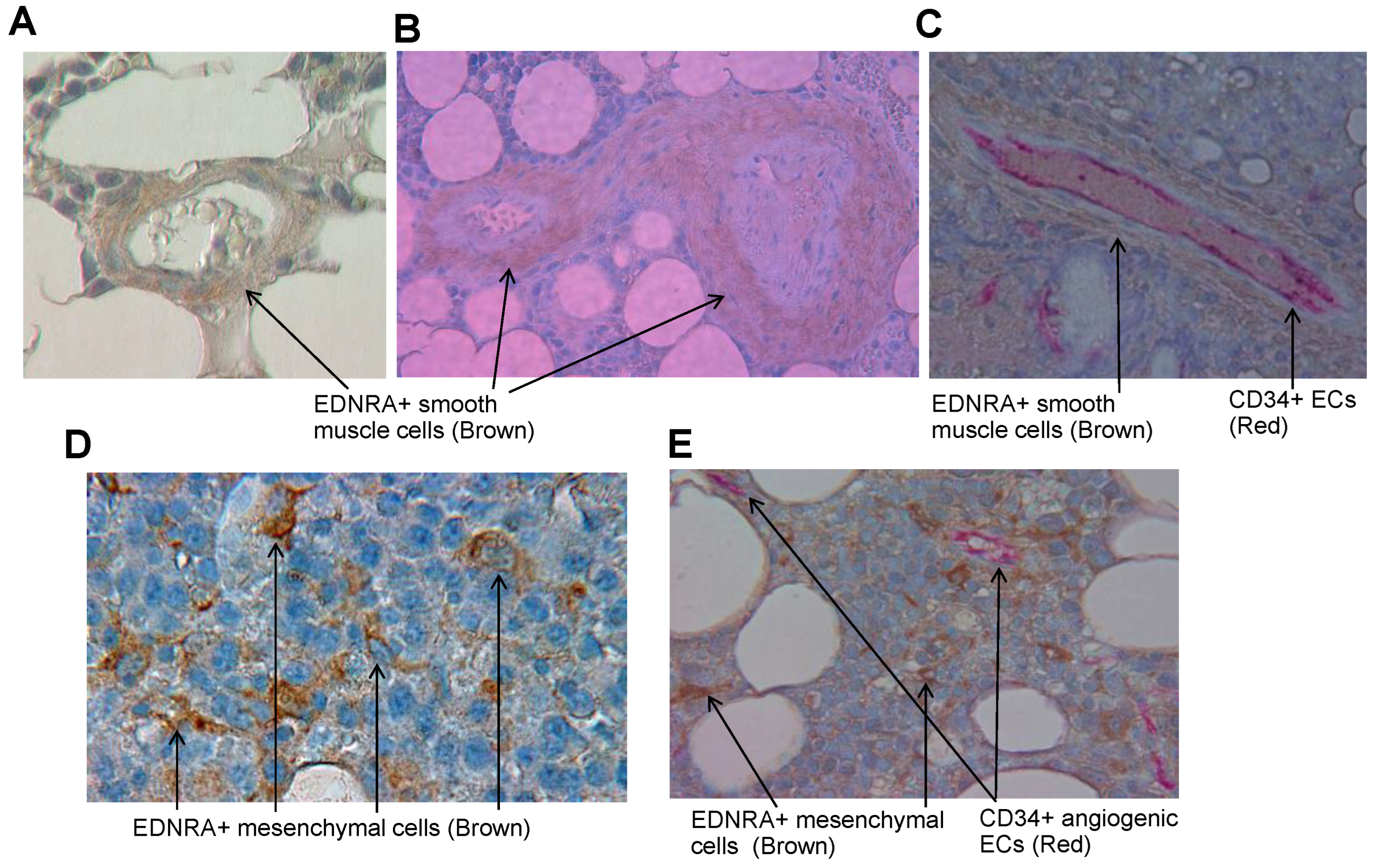 Cancers 15 04519 g003