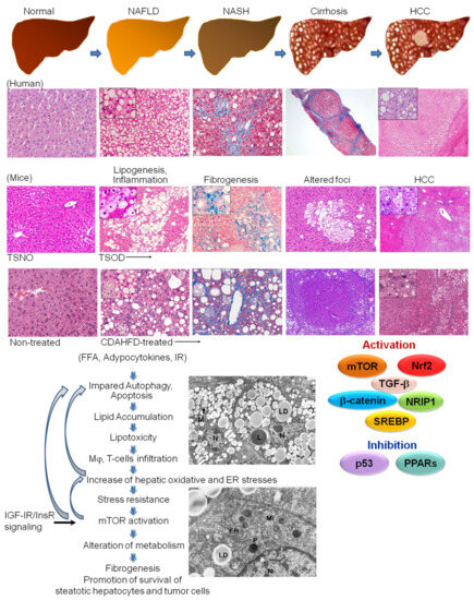 Recent Insights into the Biomarkers, Molecular Targets and