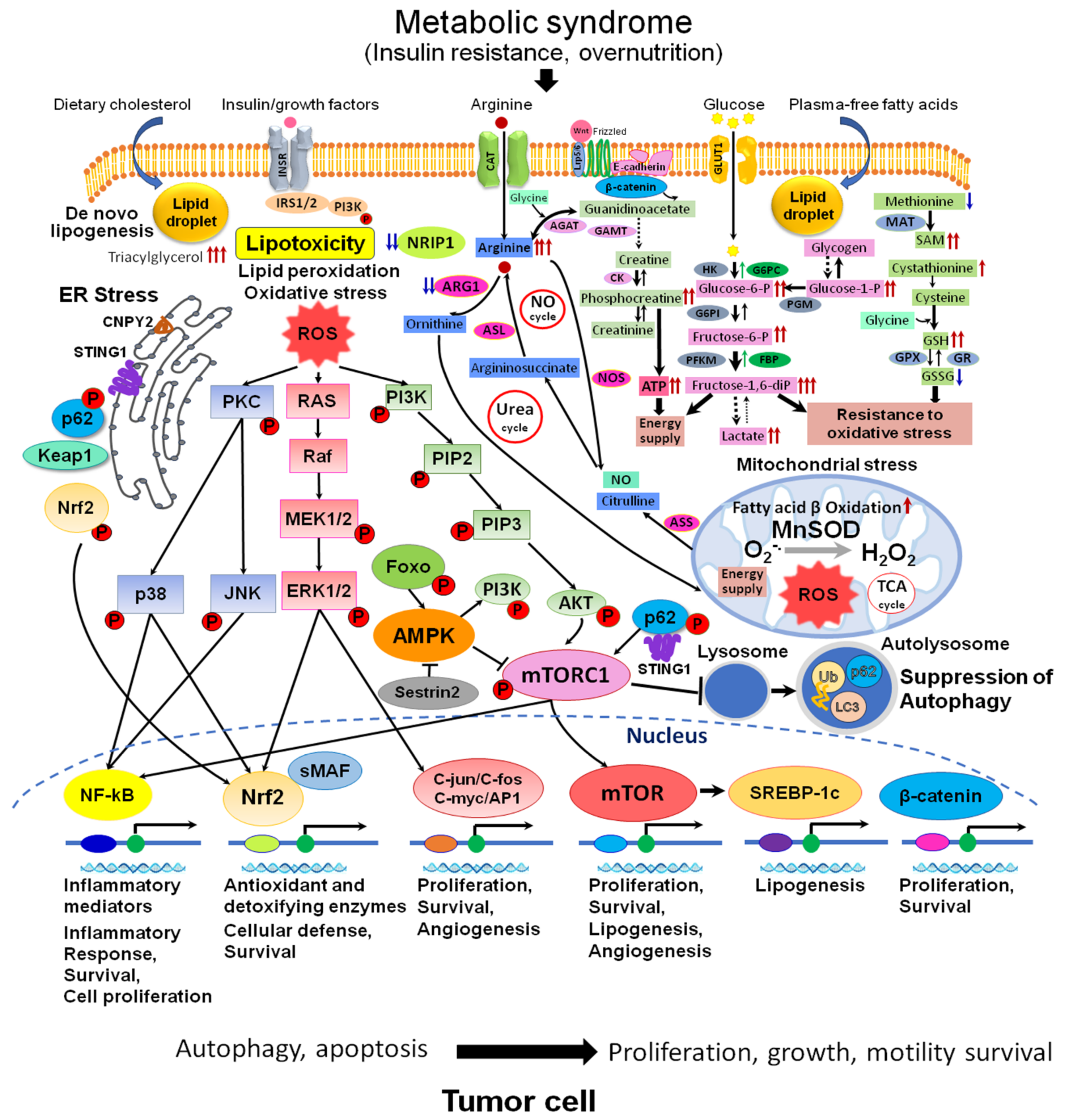 Monoacylglycerol Acyltransferase 2 (MGAT2) Inhibitors for the Treatment of Metabolic Diseases and Nonalcoholic Steatohepatitis (NASH)