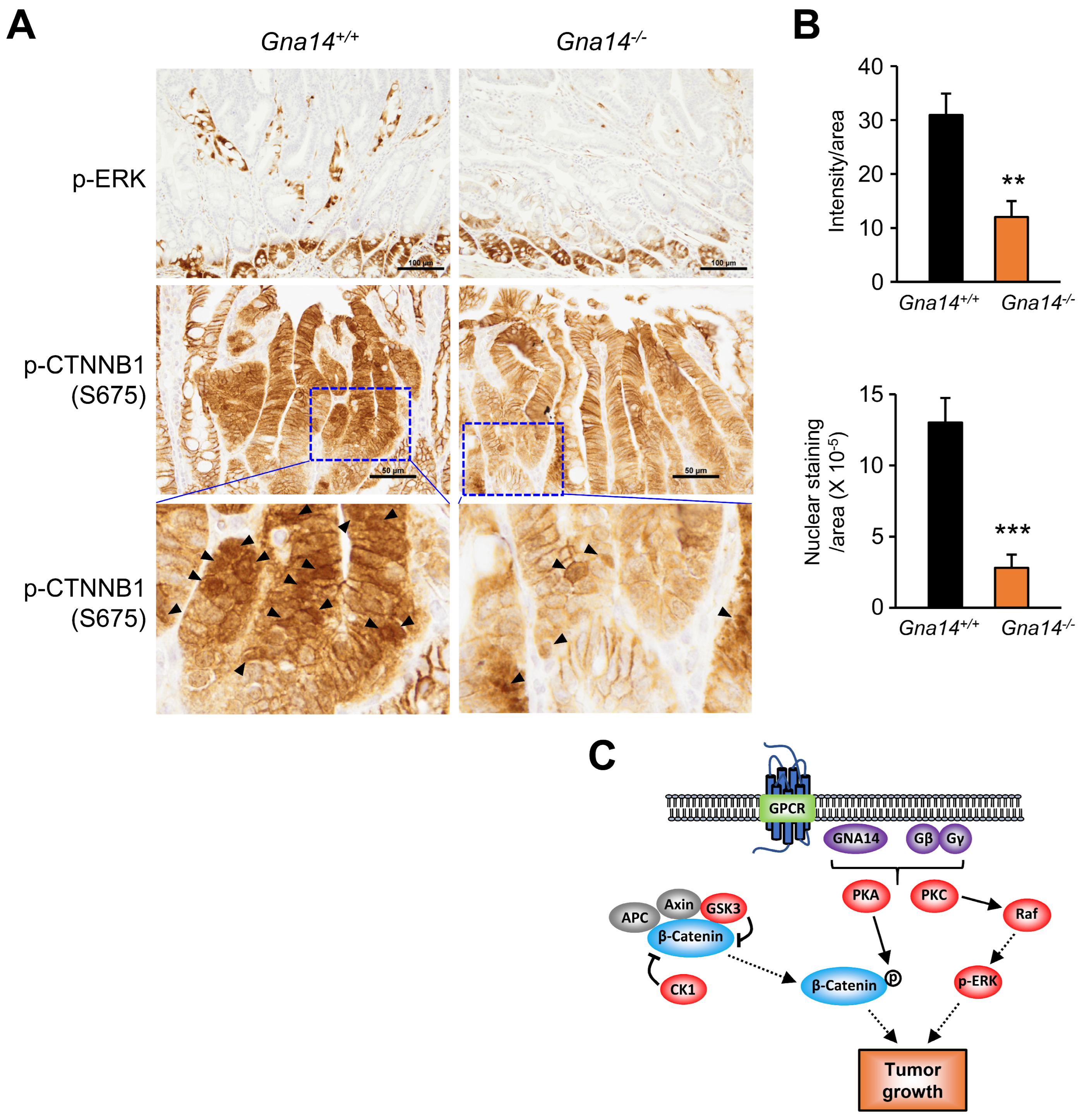 Cancers 15 04572 g007 Cancers 15 04572 g007
