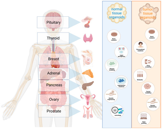 Endocrine System Organs