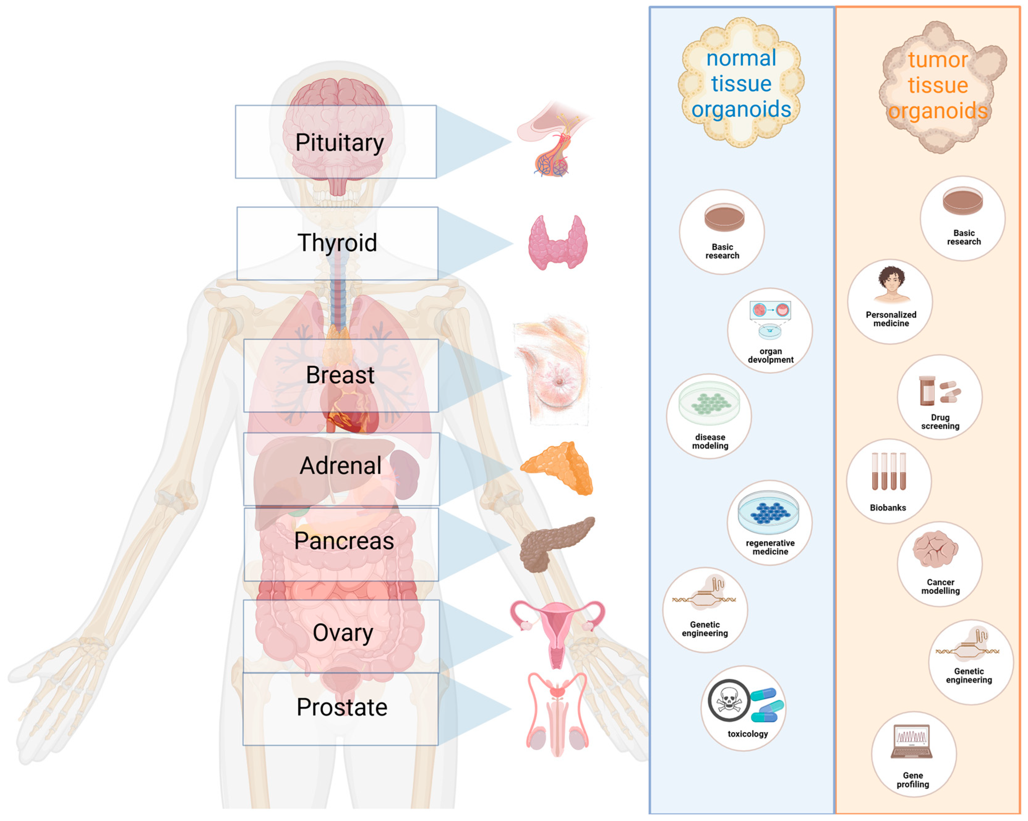 Cancers Free Full-Text Three Dimensional Models of Endocrine Organs and Target Tissues Regulated by the Endocrine System
