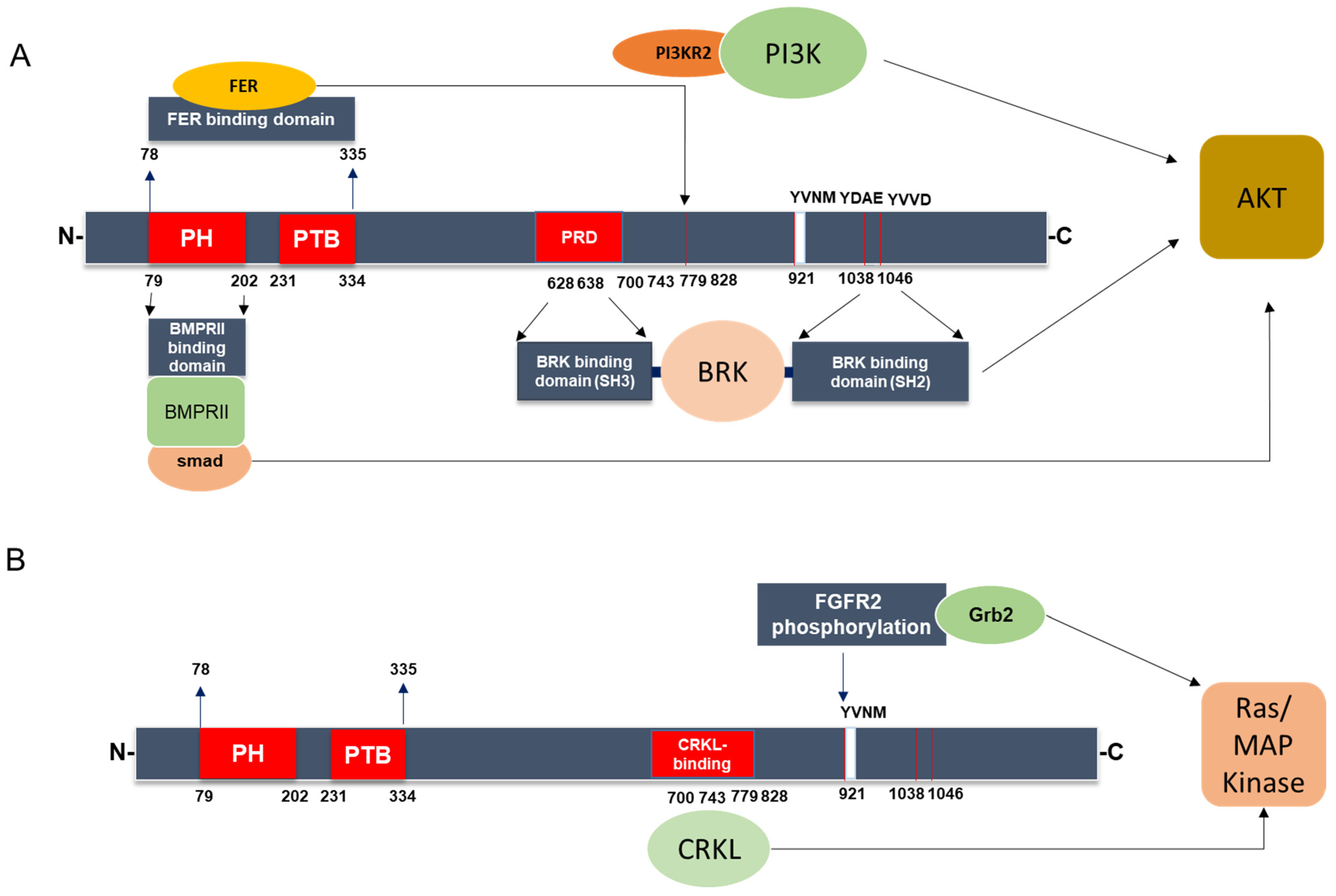 Cancers 15 04651 g004 Cancers 15 04651 g004