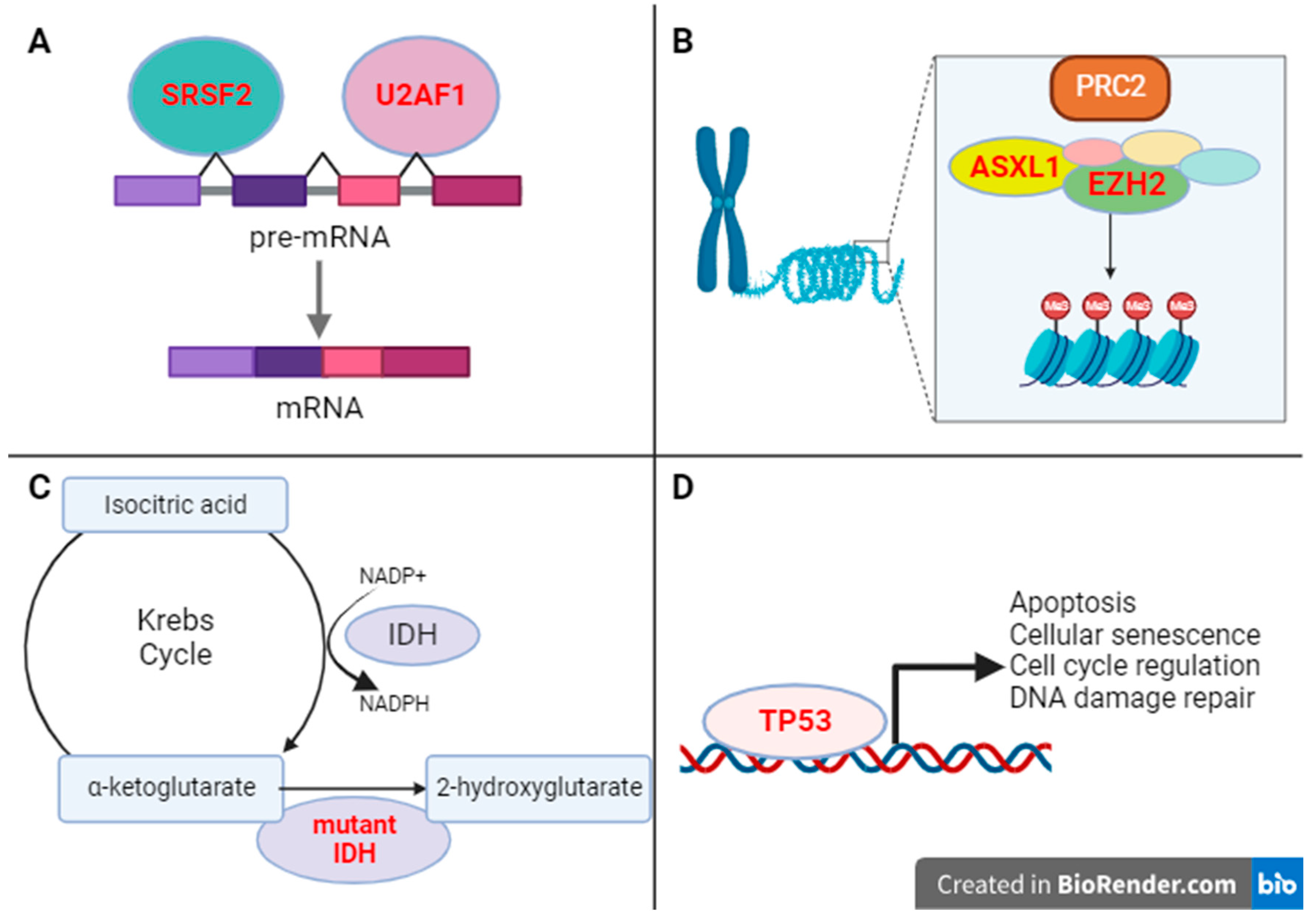 Cancers 15 04654 g002