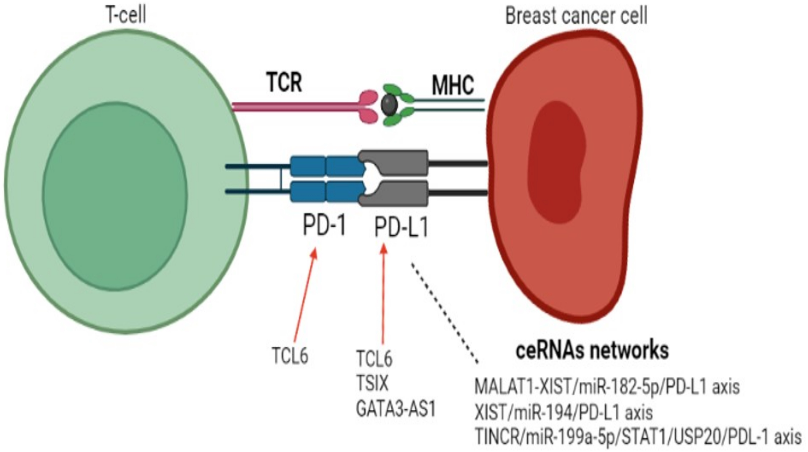 PD-1/PD-L1 Inhibitors Response in Triple-Negative Breast Cancer: Can Long  Noncoding RNAs Be Associated?