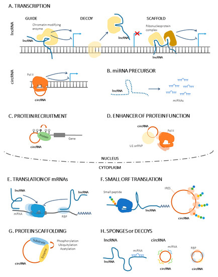 The Role of the Dysregulation of Long Non ... Biology Diagrams