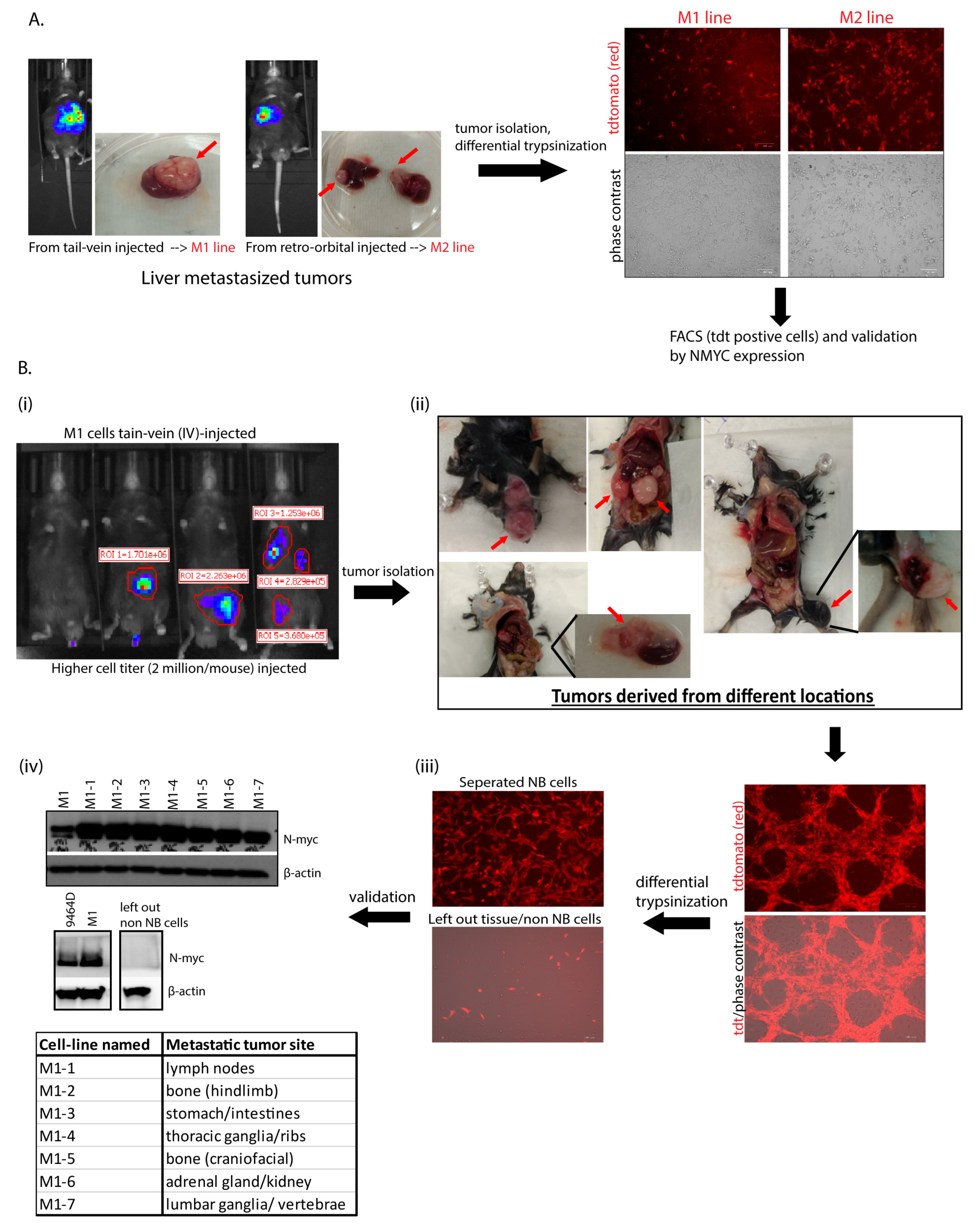 Cancers 15 04693 g001