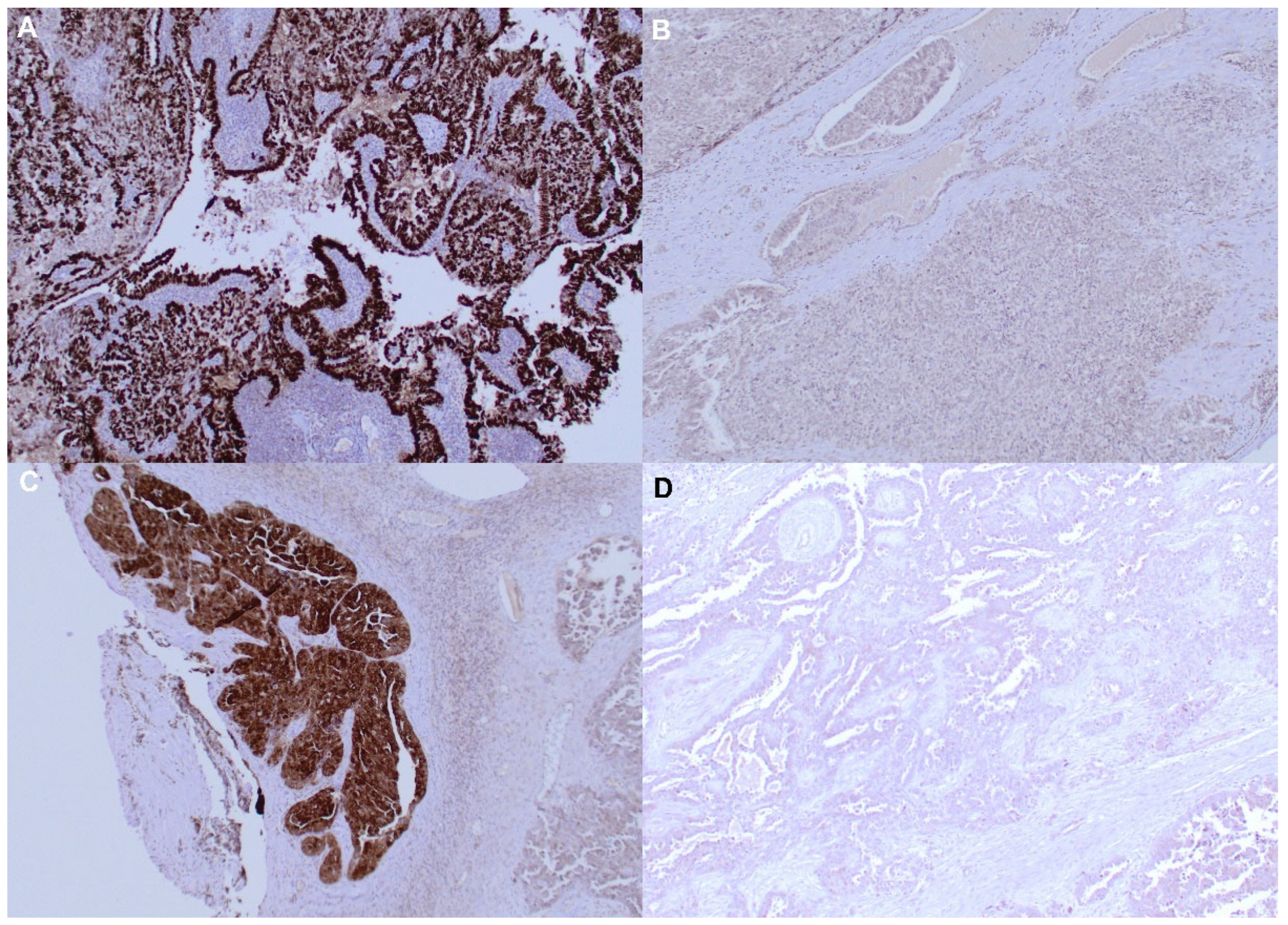 Cancers 15 04697 g001