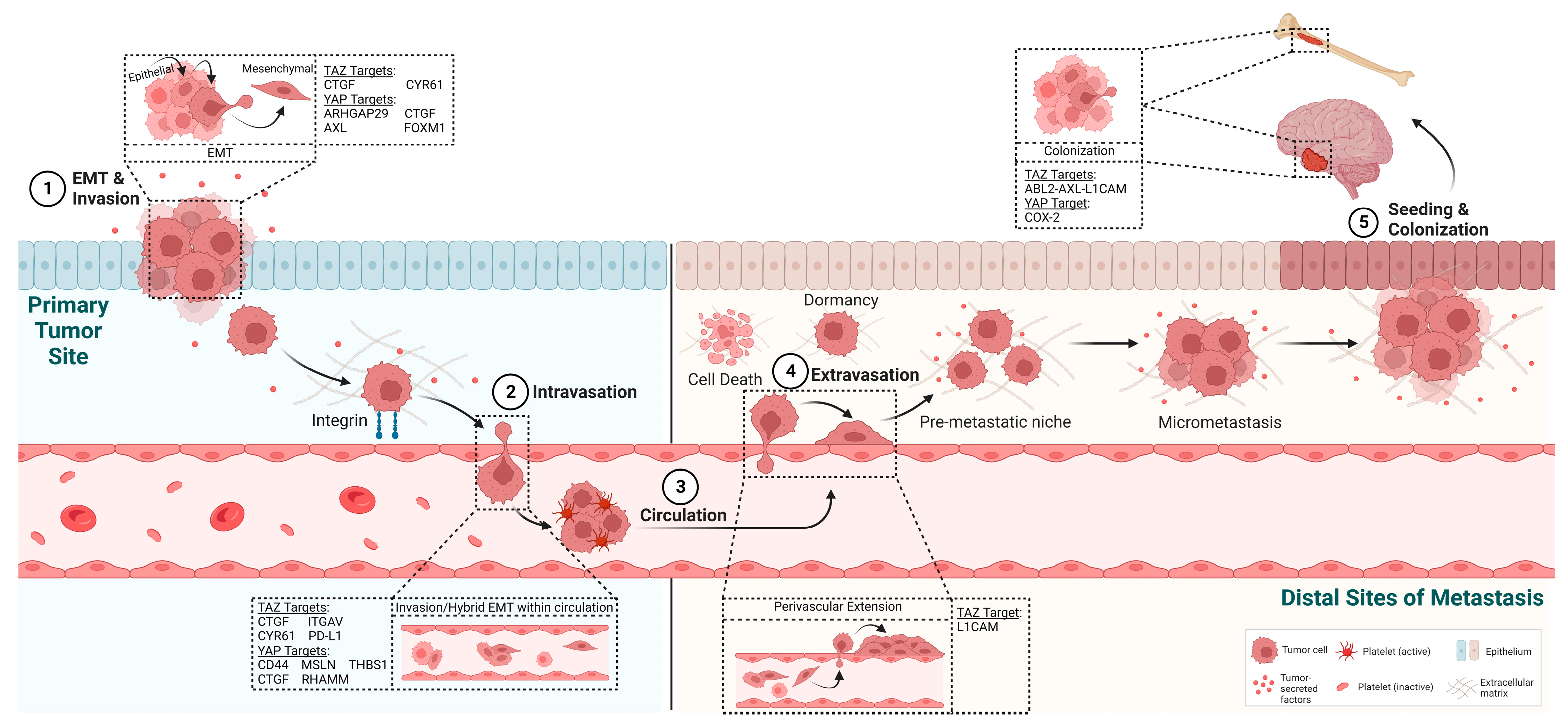 Cancers 15 04701 g003