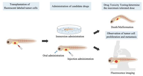 Zebrafish in Lung Cancer Research Zebrafish in Lung Cancer Research
