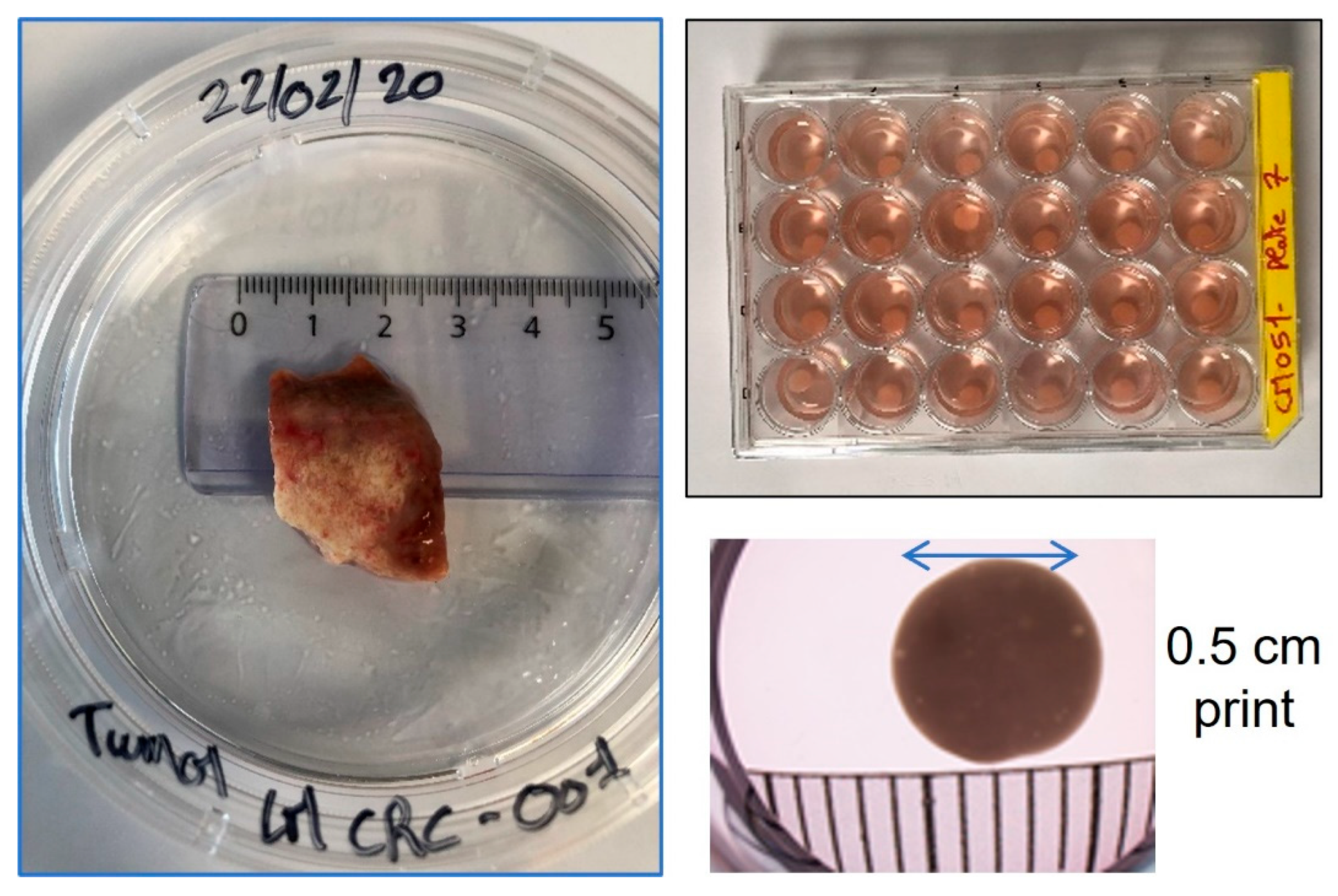 Cancers 15 04724 g002