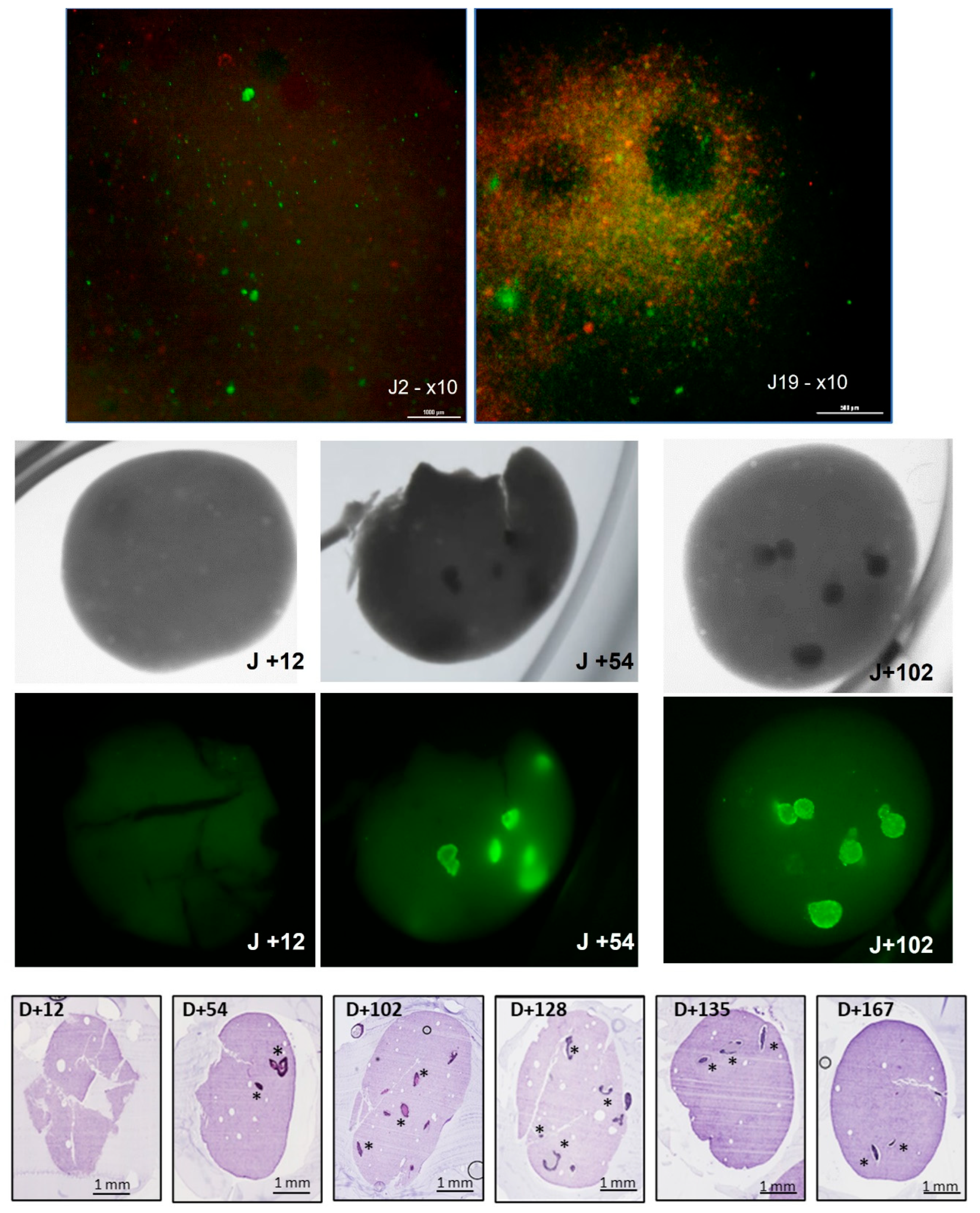 Cancers 15 04724 g005