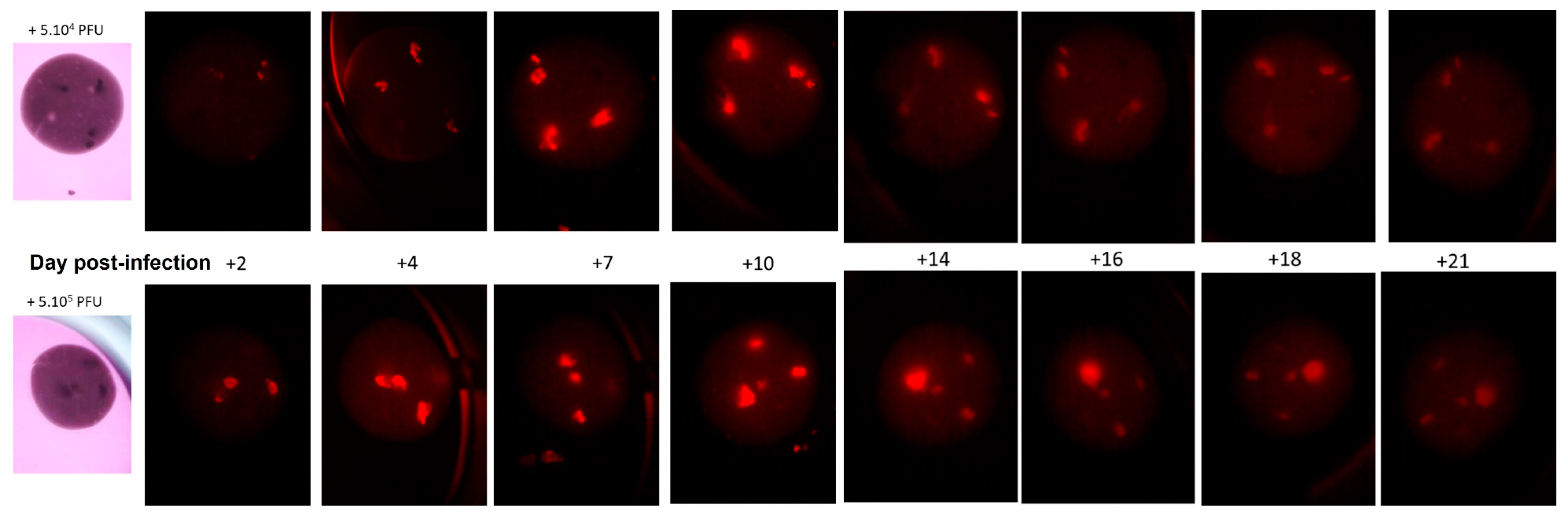 Cancers 15 04724 g007