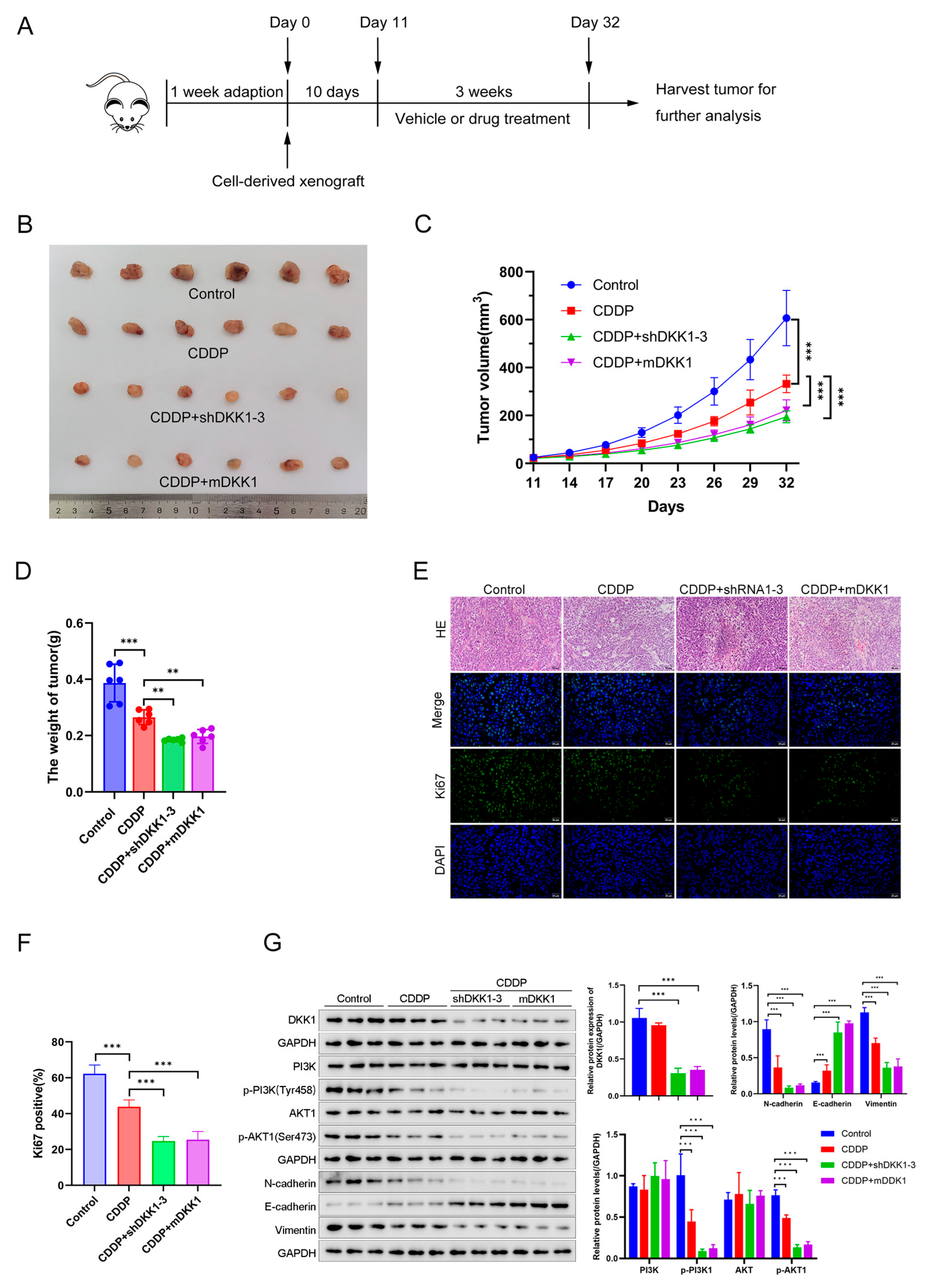 Cancers 15 04756 g007