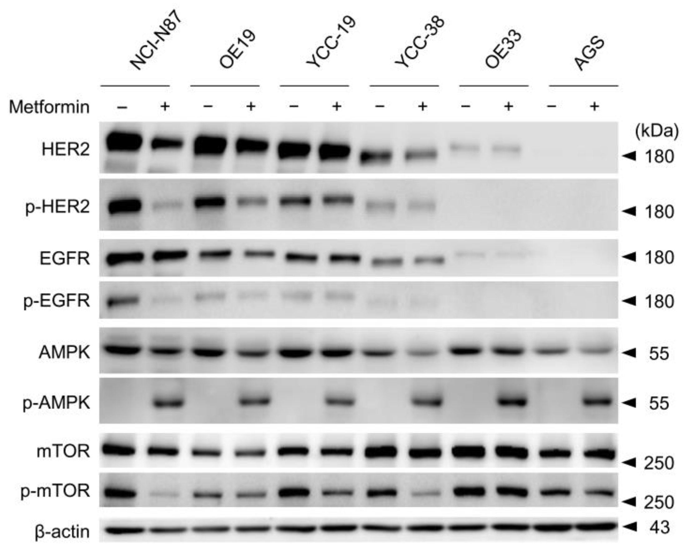 Cancers 15 04768 g002