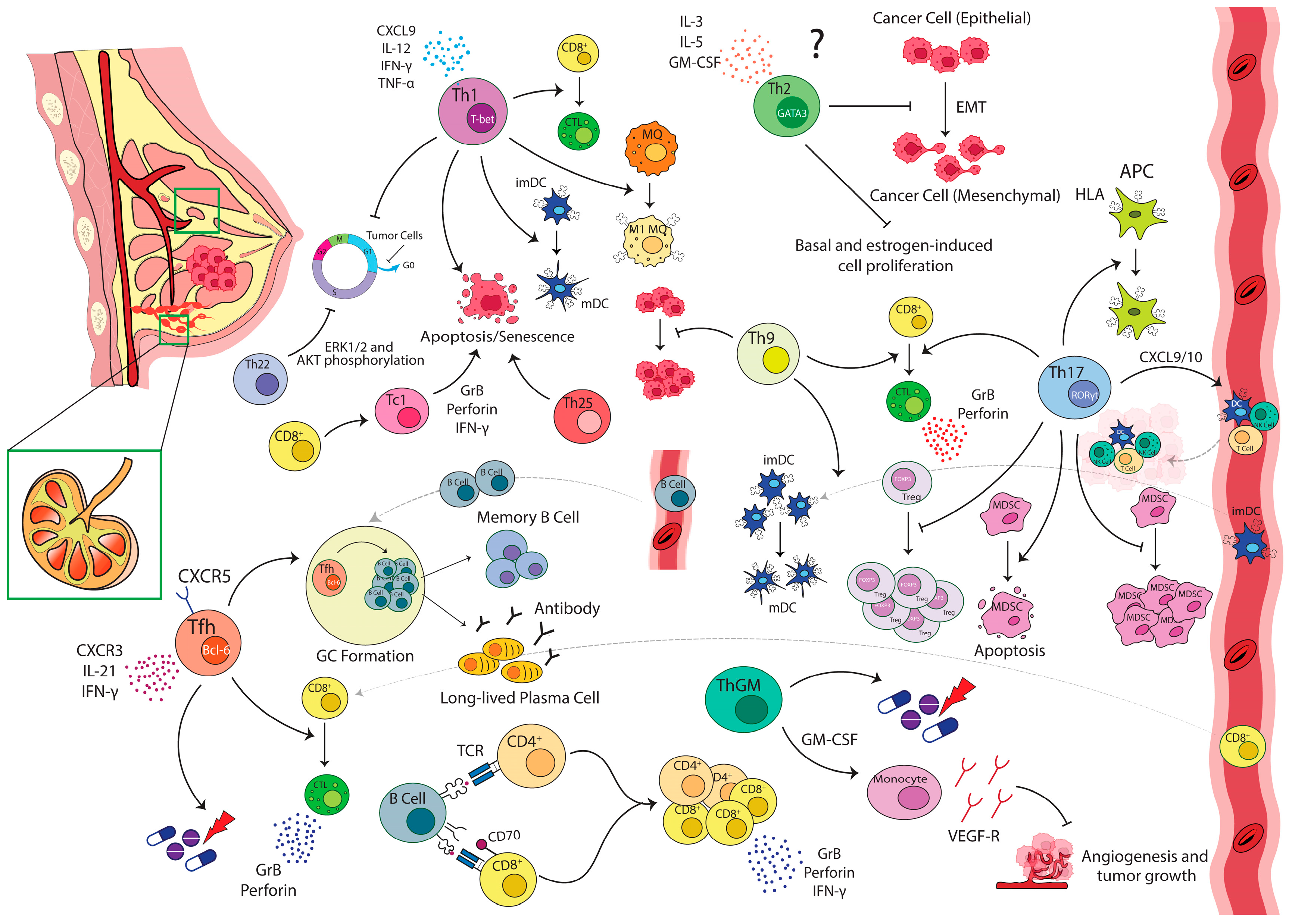 Cancers 15 04771 g001 Cancers 15 04771 g001