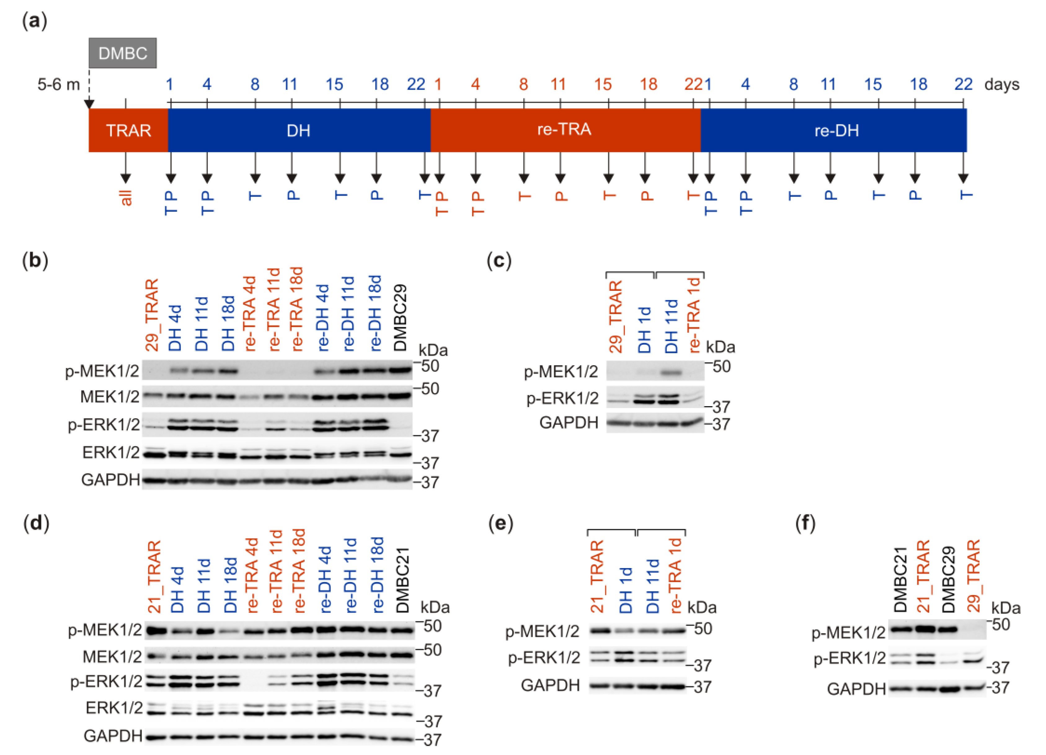 Cancers 15 04799 g001
