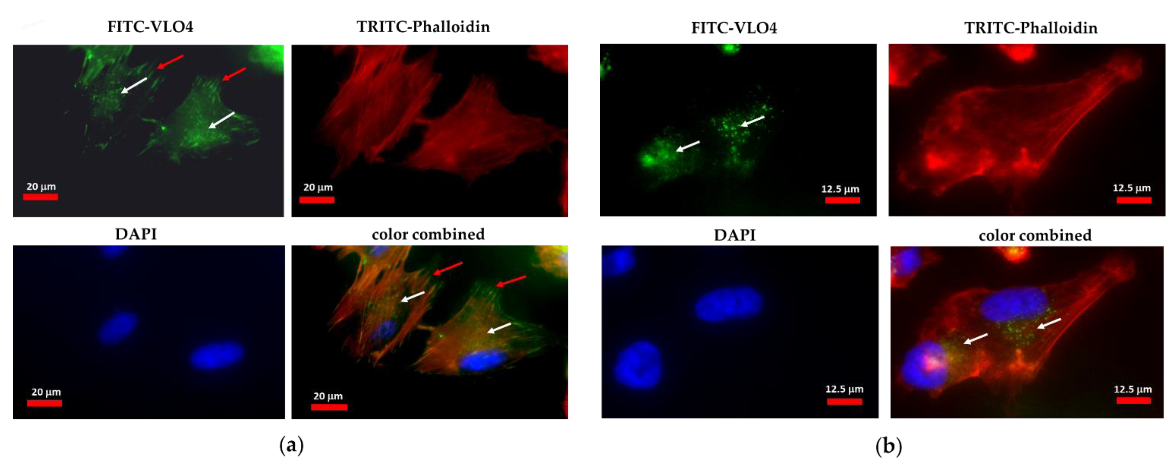 Cancers 15 04805 g002