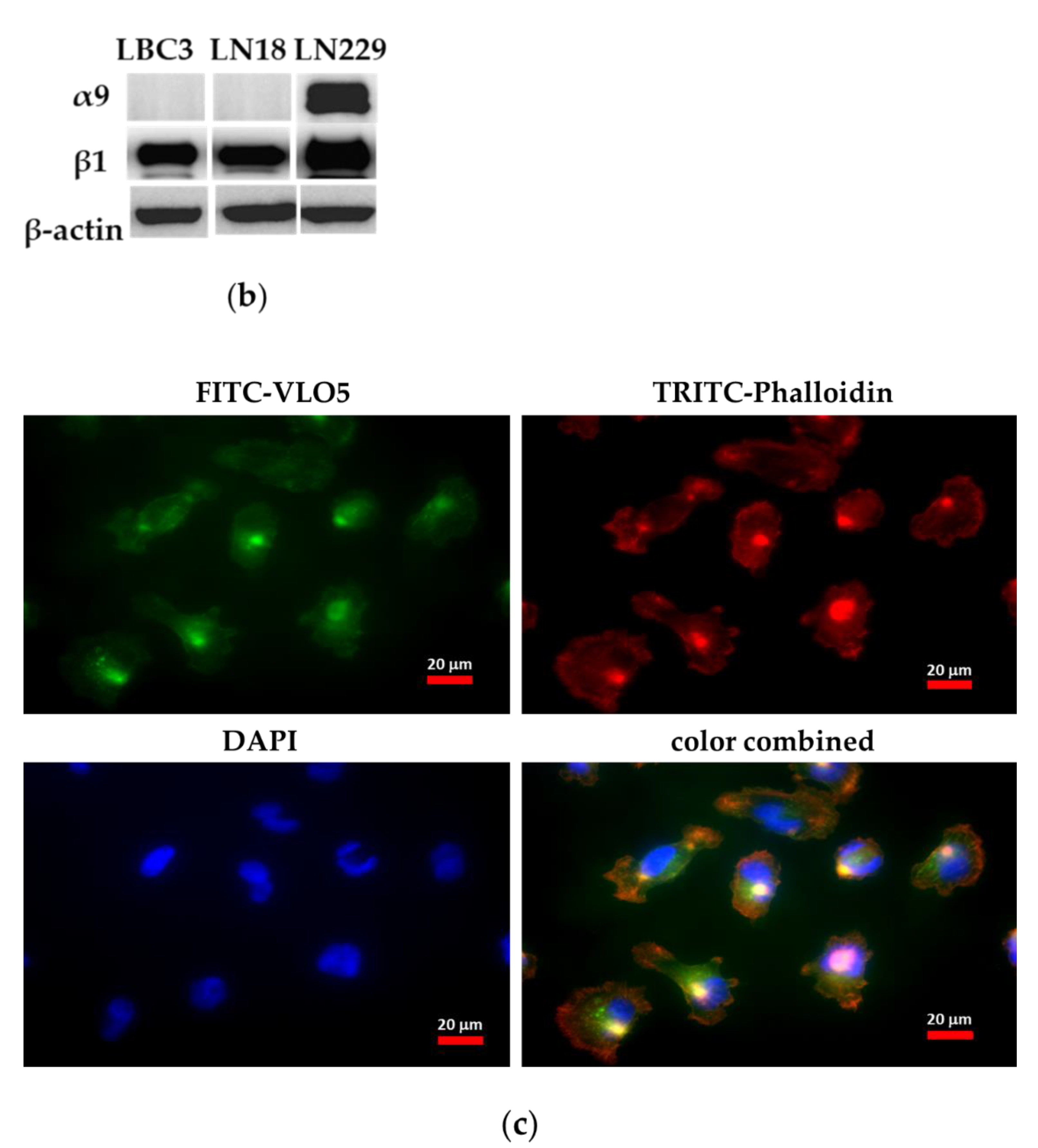 Cancers 15 04805 g004b