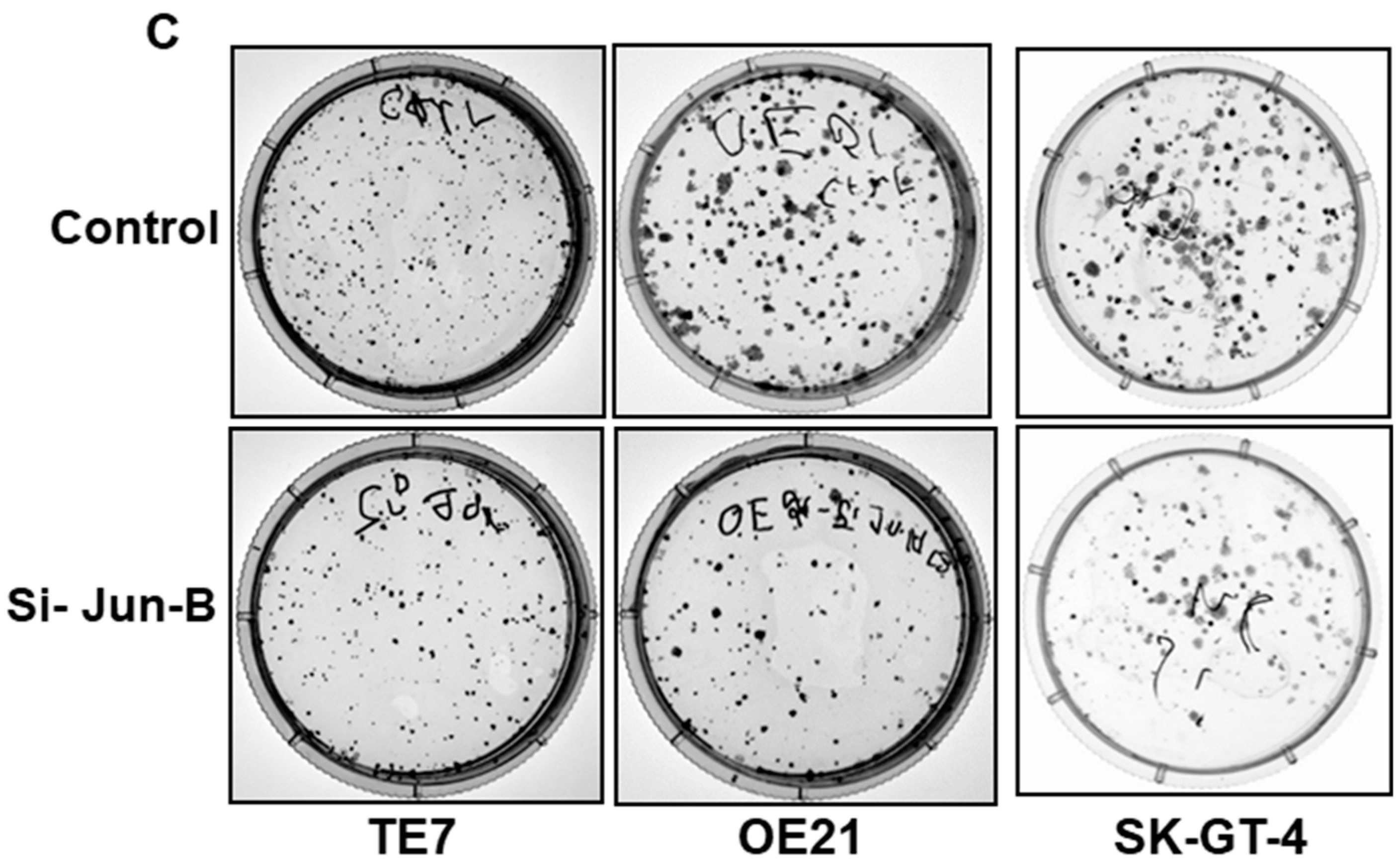 Cancers 15 04811 g005b