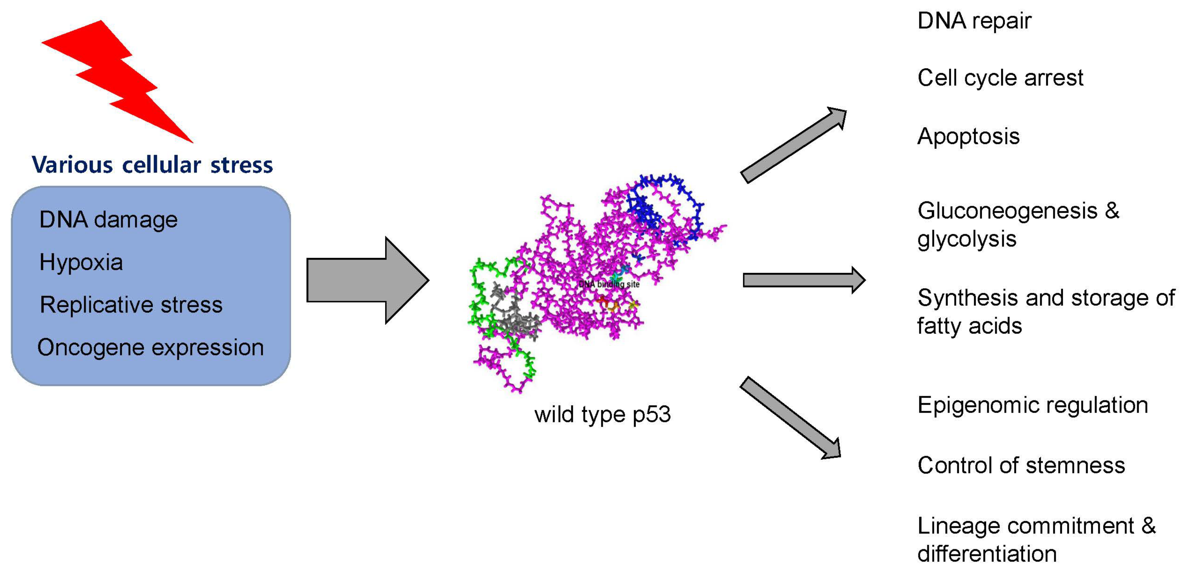Cancers 15 04816 g002 Cancers 15 04816 g002