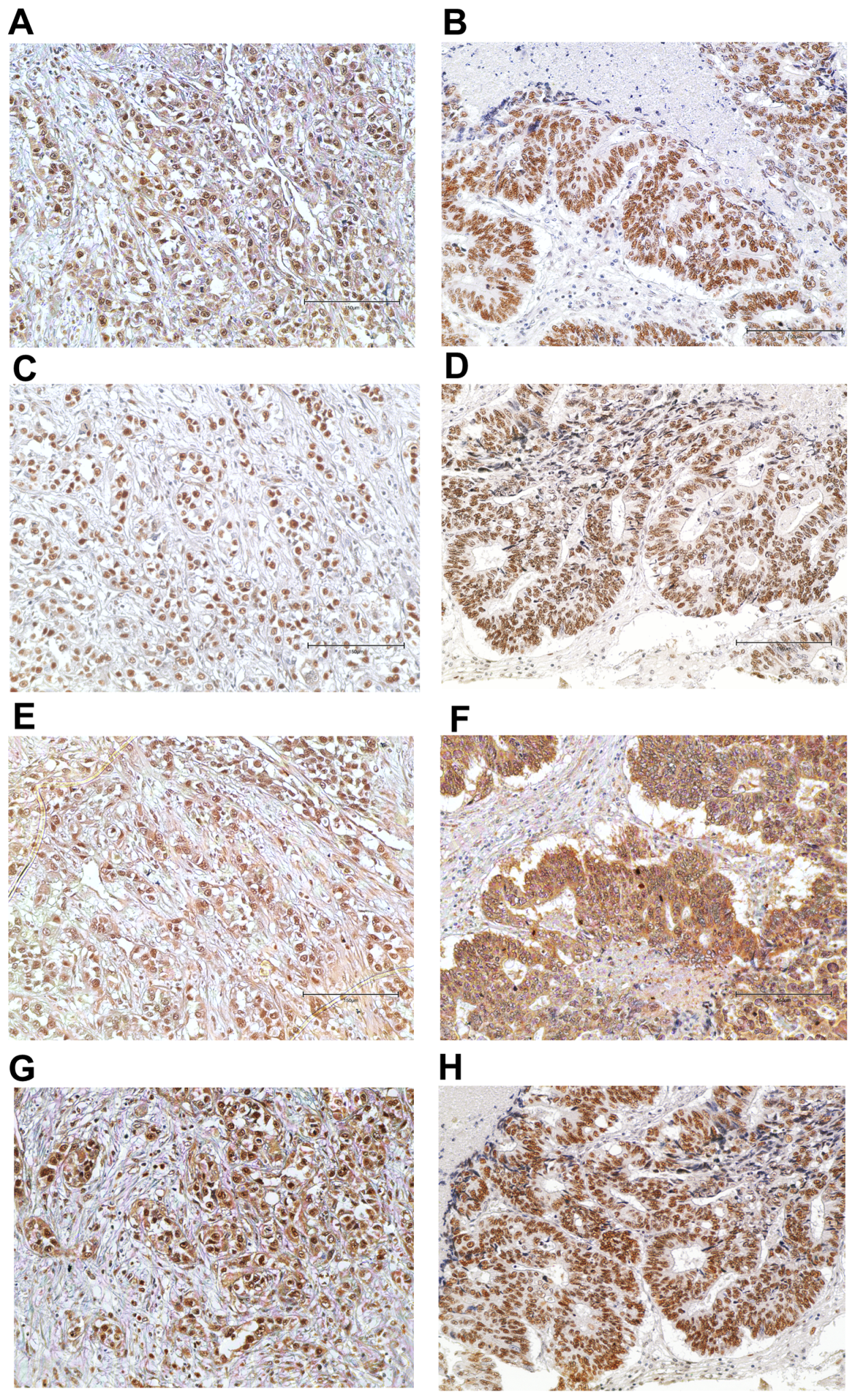 Cancers 15 04831 g001 Cancers 15 04831 g001