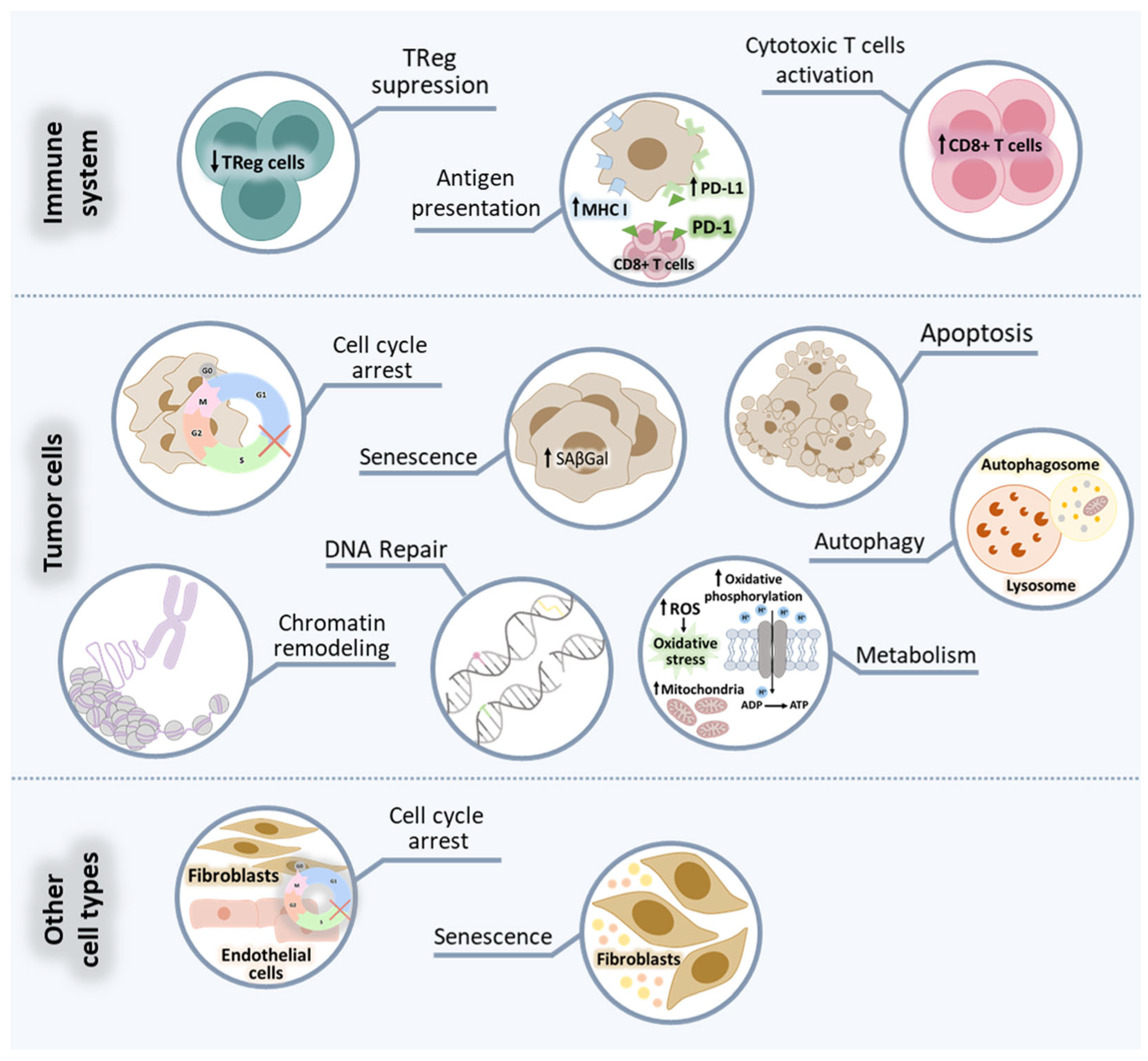 Cancers | Free Full-Text | The Evolving Pathways of the Efficacy 