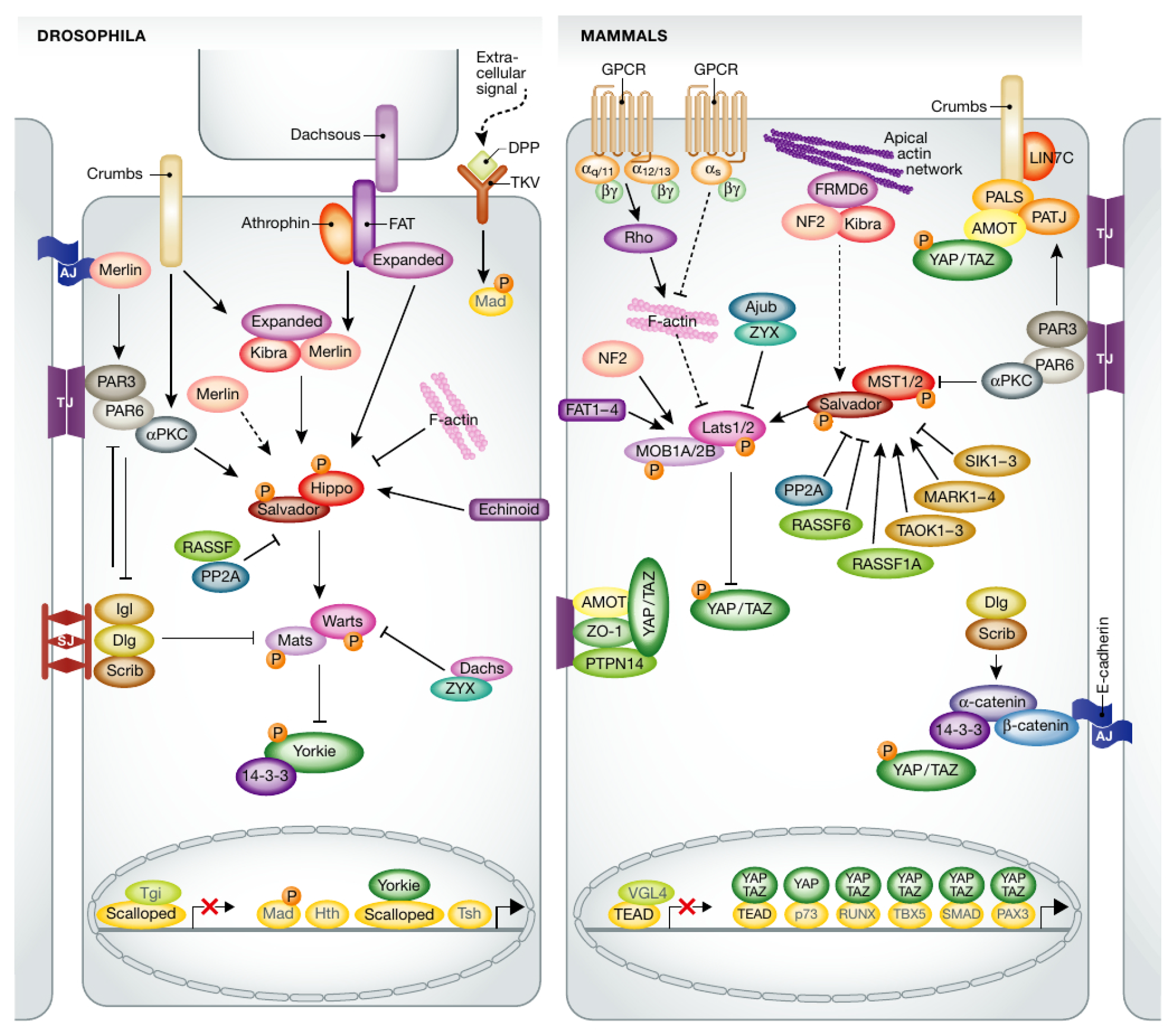 Cancers 15 04840 g002