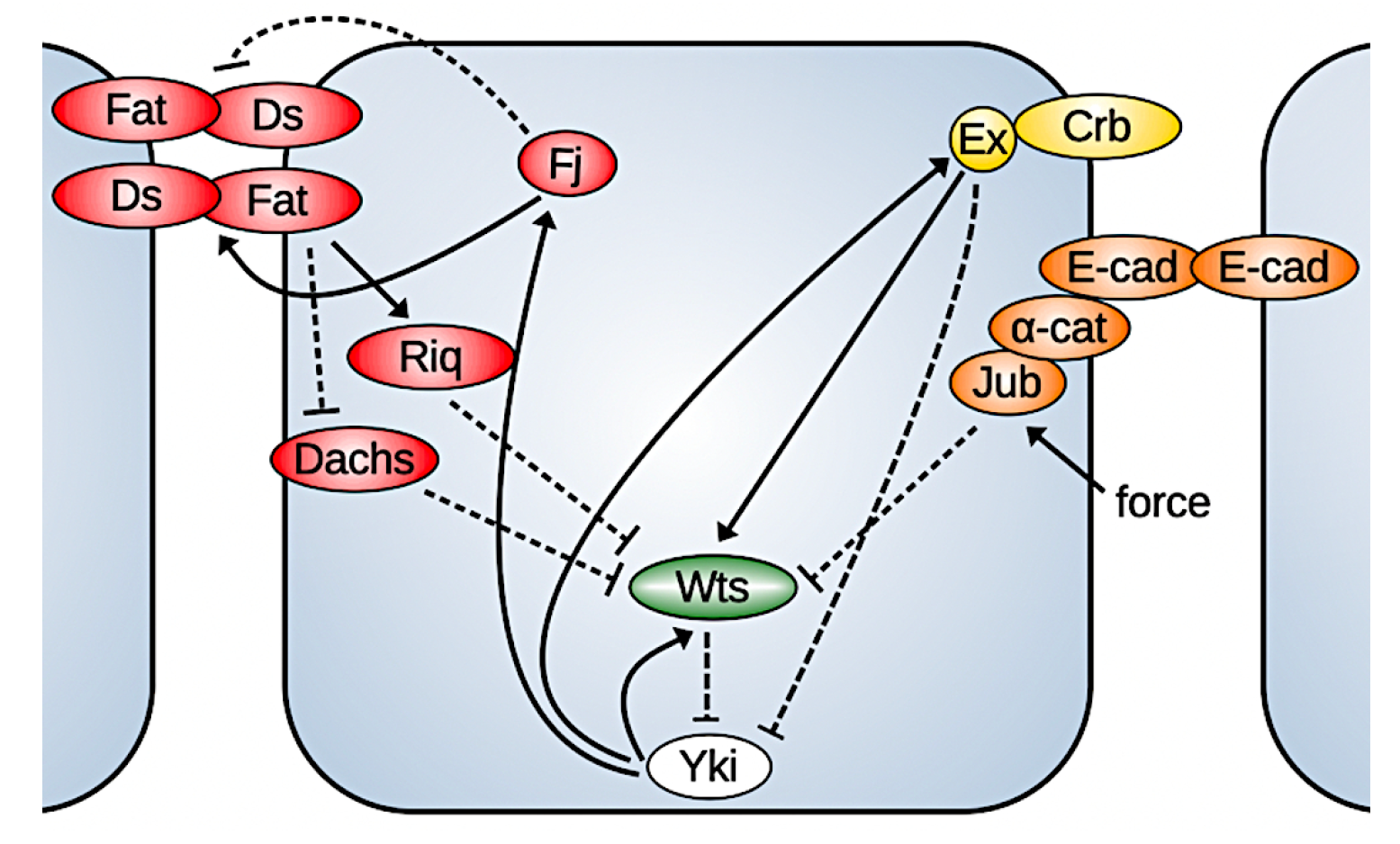Cancers 15 04840 g003