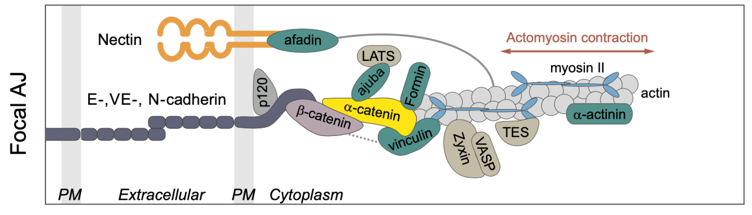 Cancers 15 04840 g006