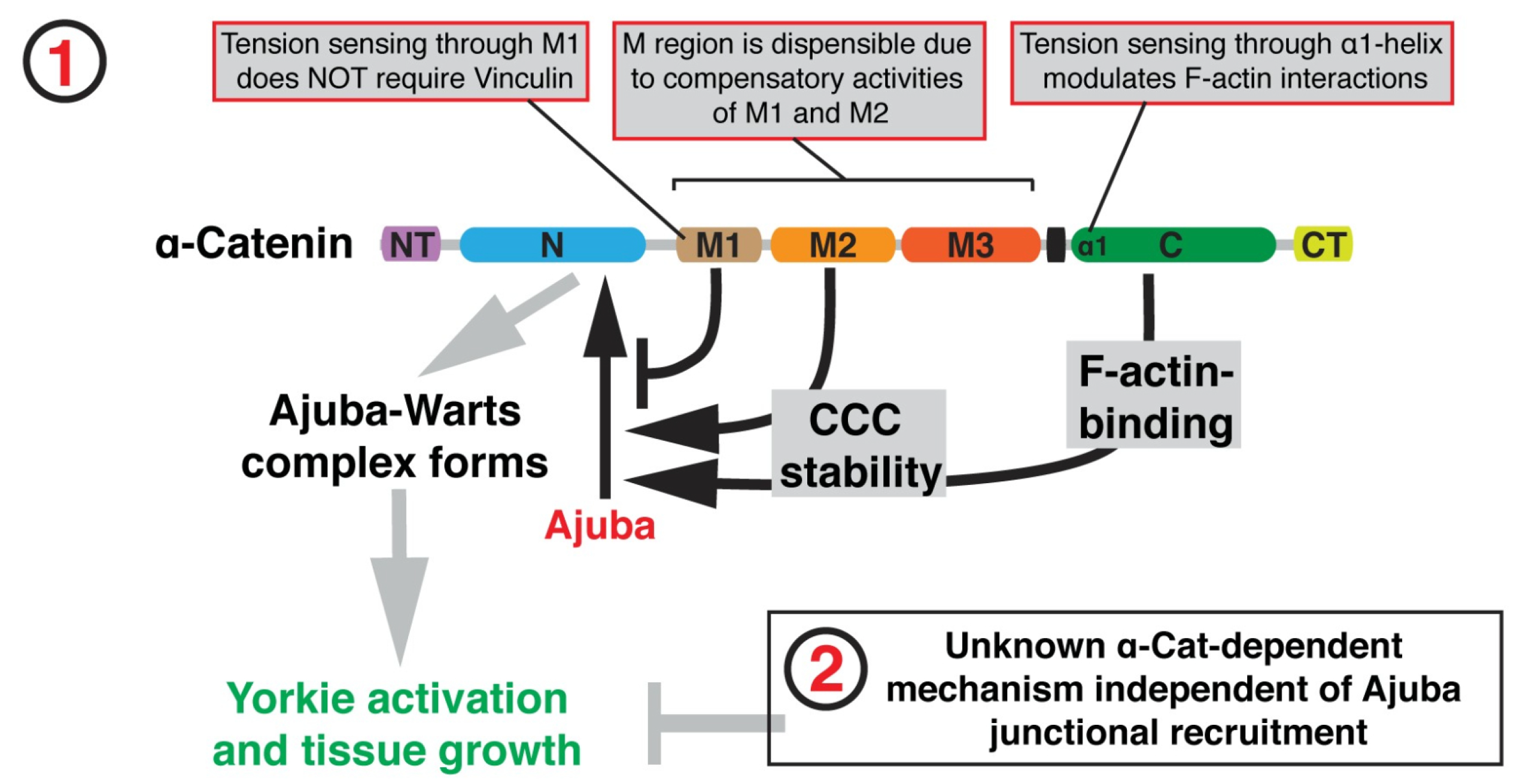 Cancers 15 04840 g008