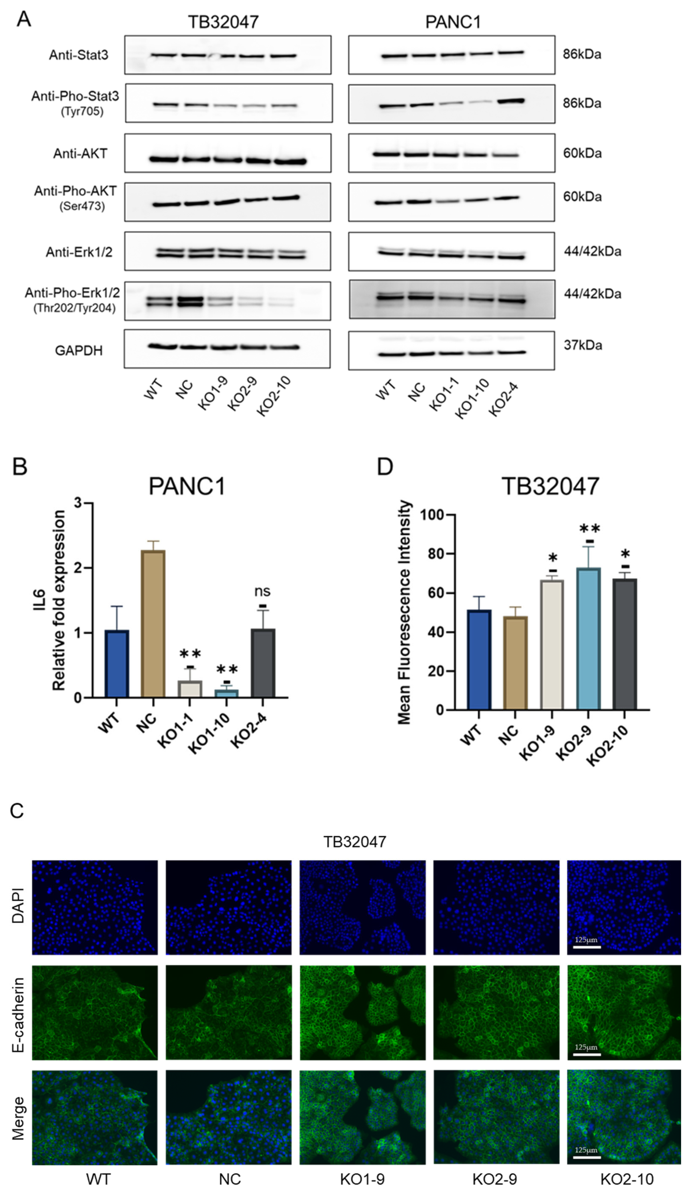 Cancers 15 04842 g005
