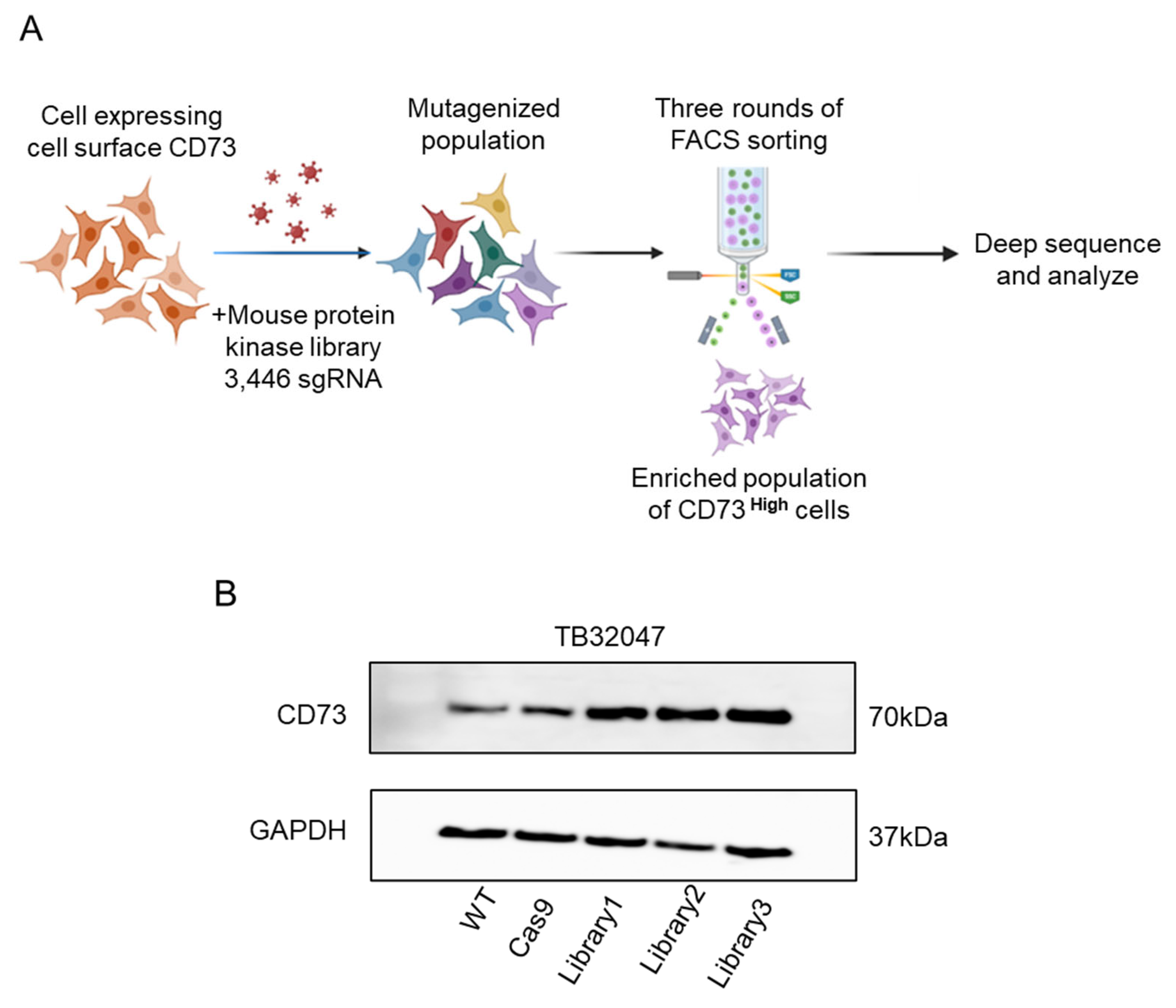 Cancers 15 04842 g006