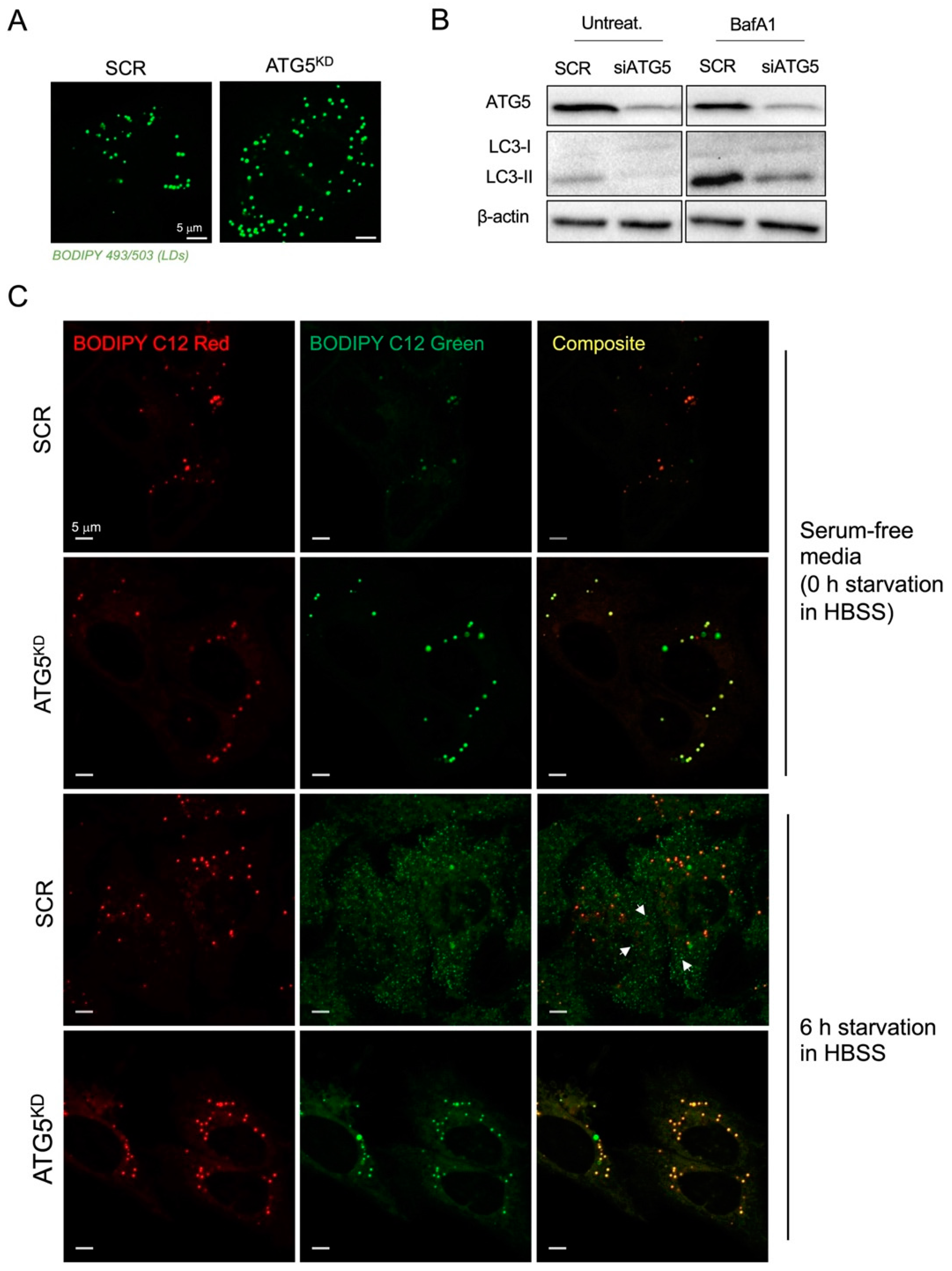 Cancers 15 04857 g004