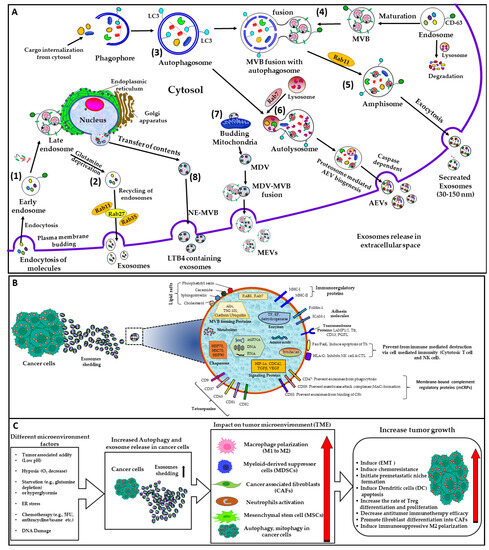Extracellular Vesicles in Triple–Negative Breast Cancer 