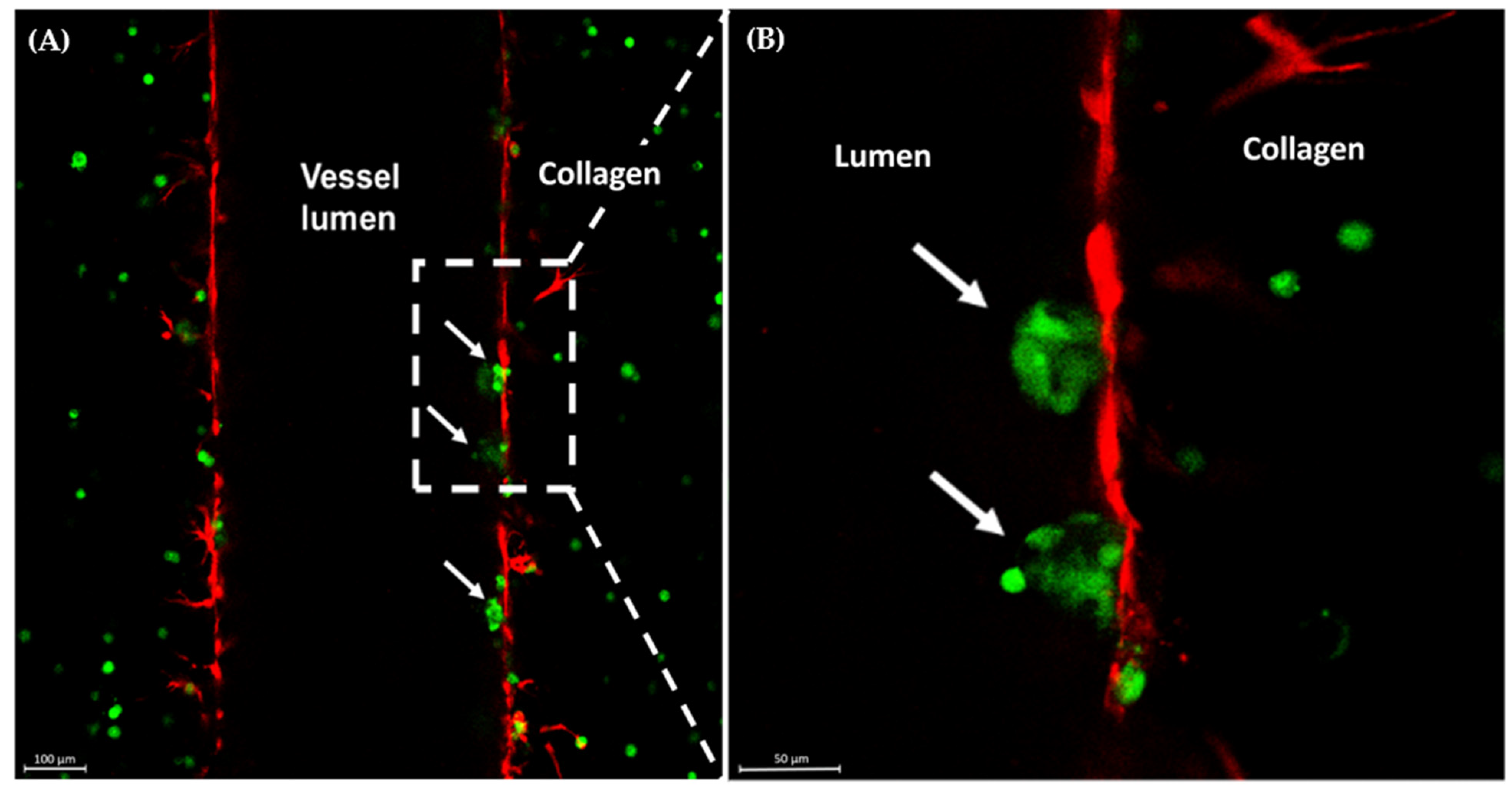 Cancers 15 04883 g002 Cancers 15 04883 g002
