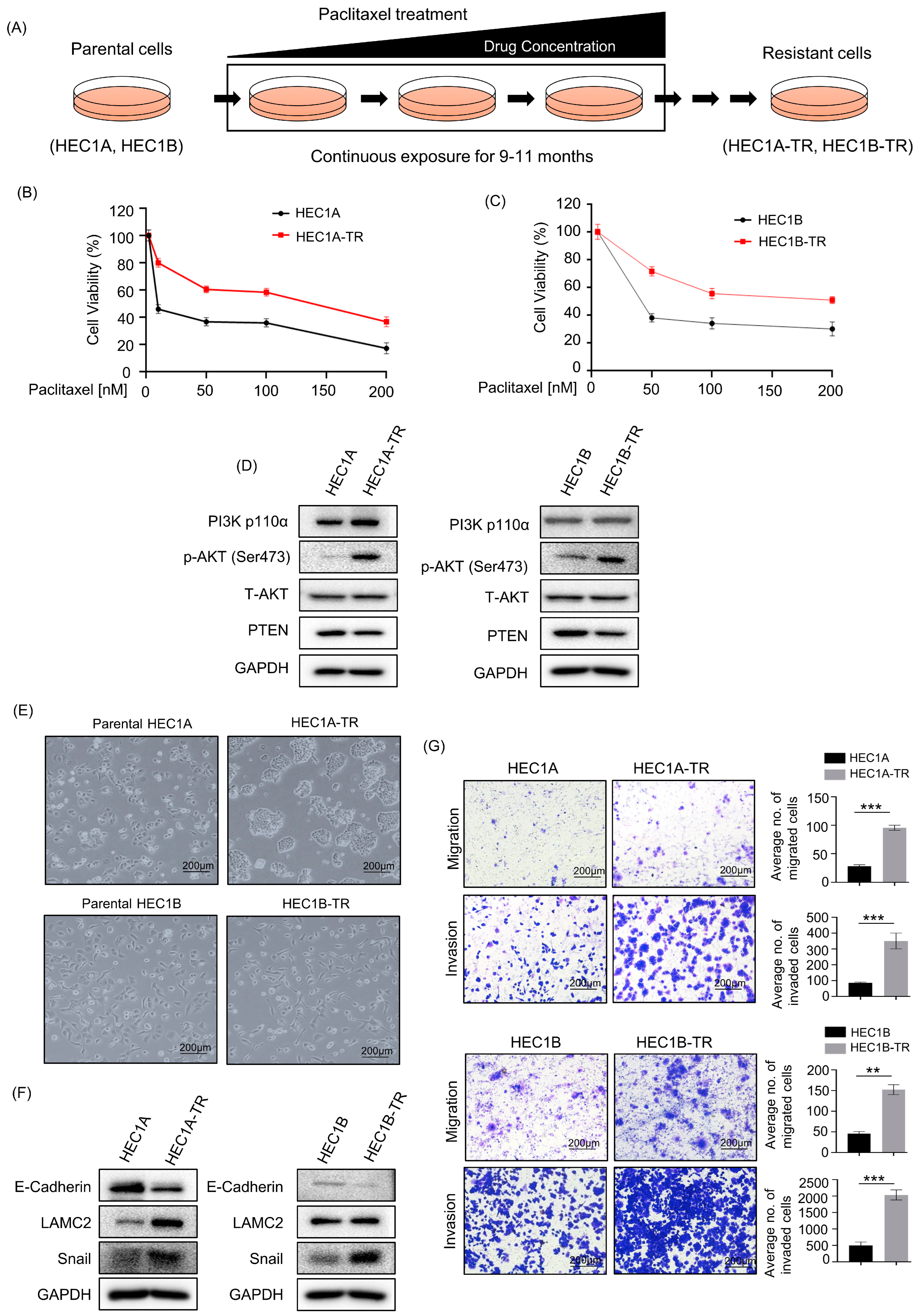 Cancers 15 04887 g001