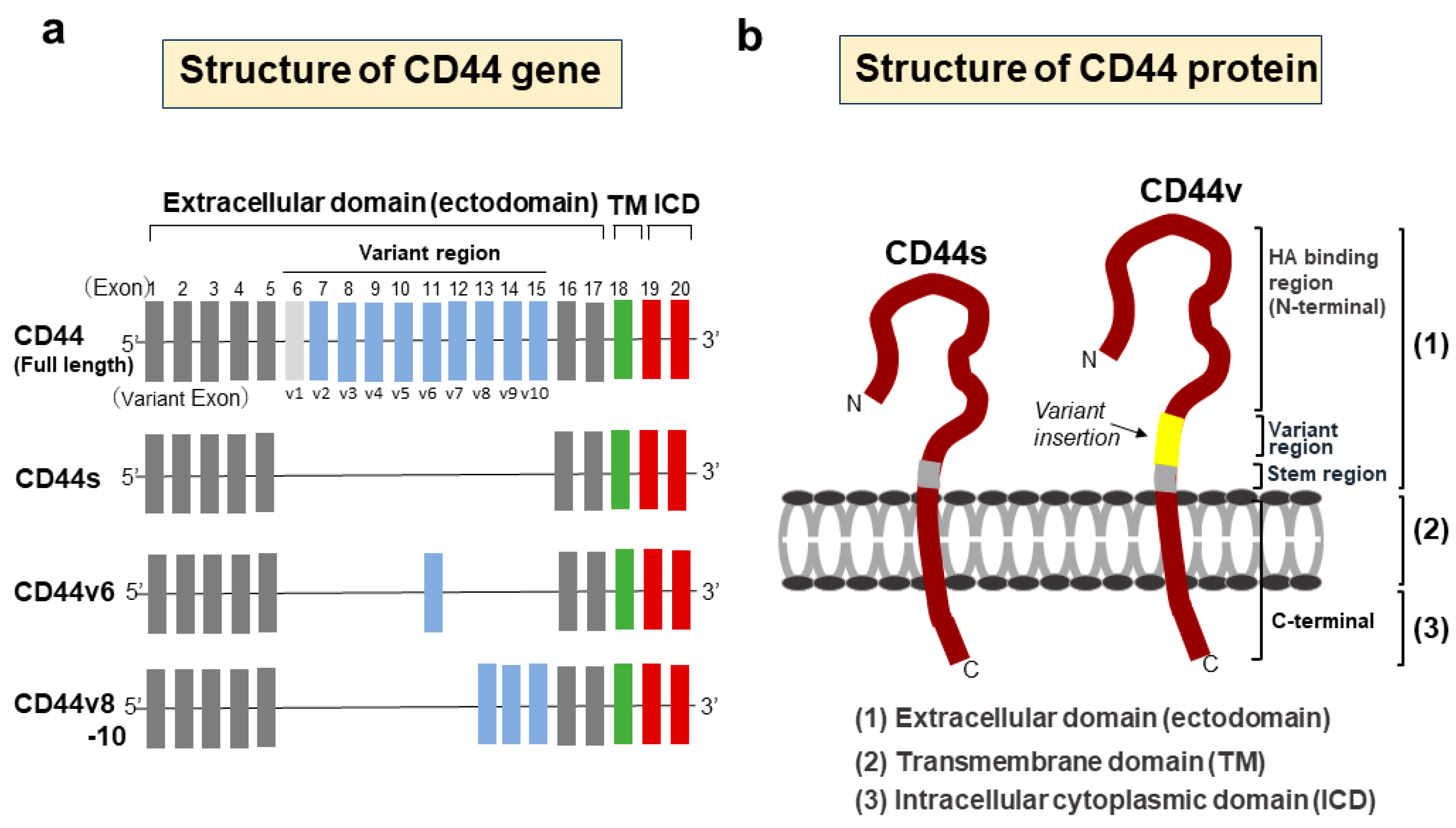 Cancers 15 04898 g001