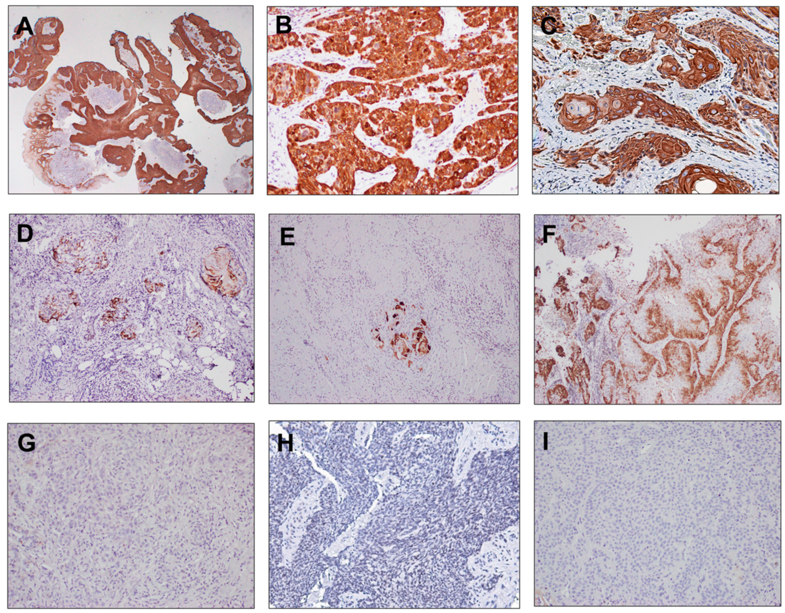 Cancers 15 04905 g001