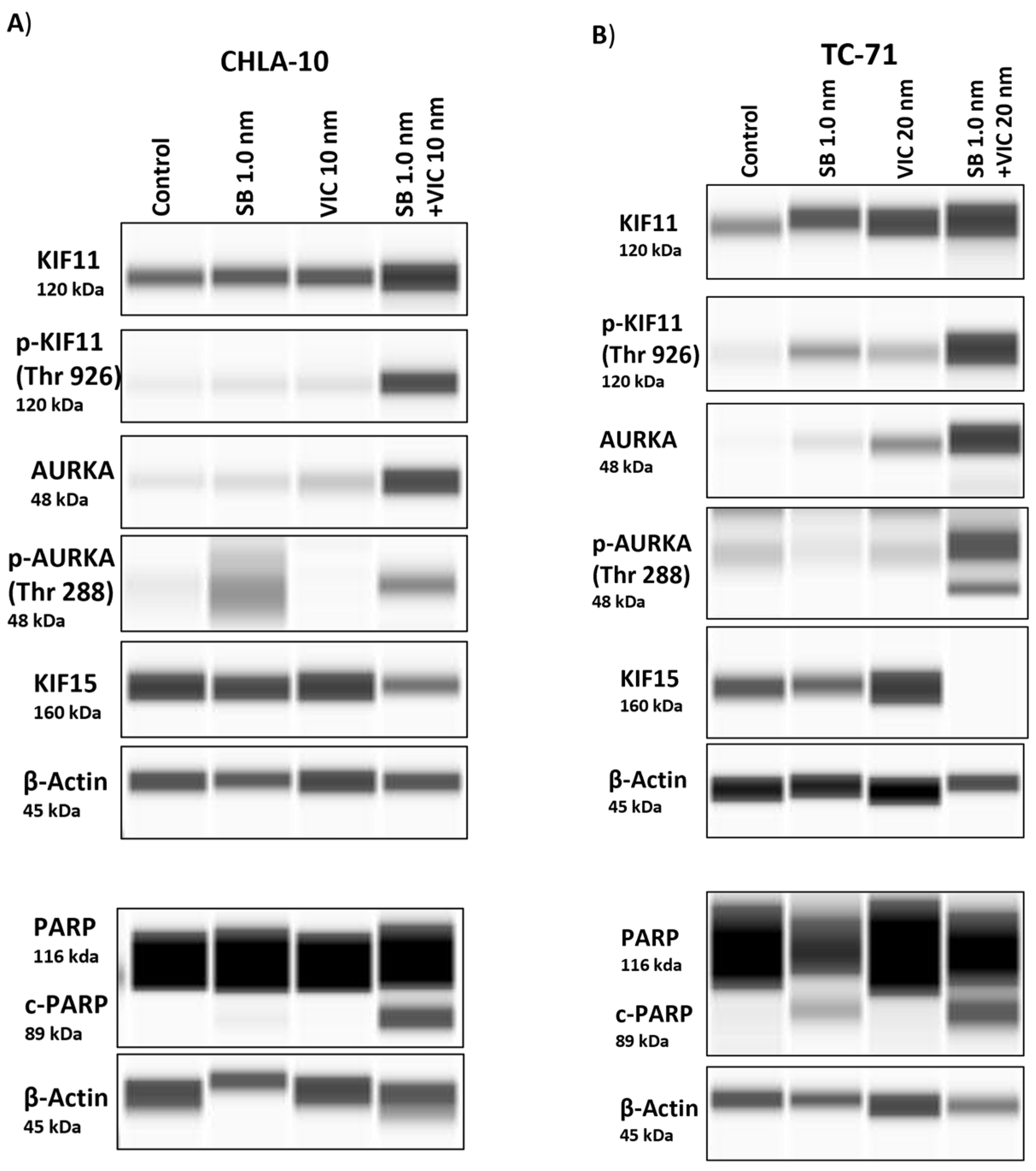 Cancers 15 04911 g006