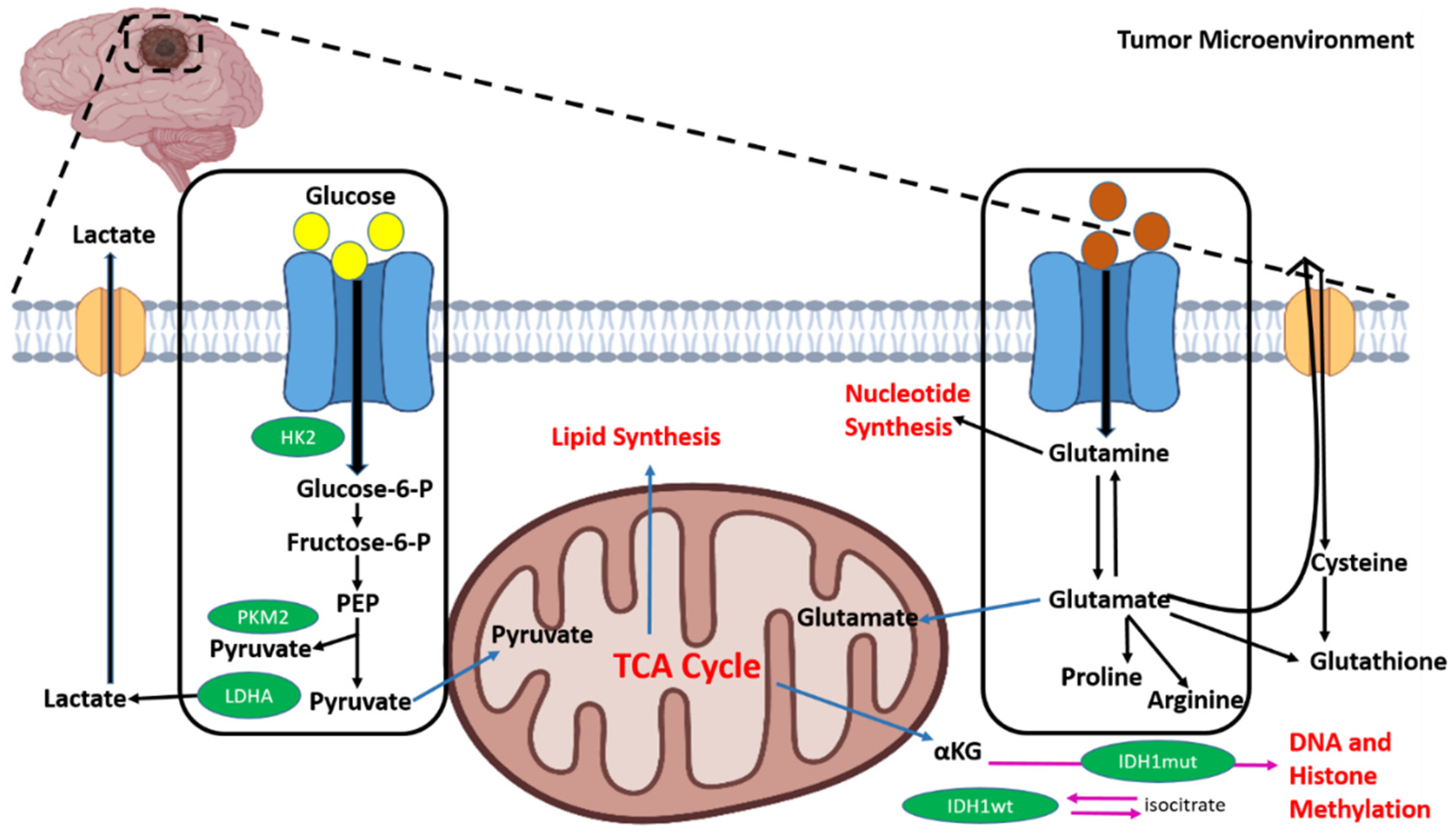 Cancers 15 04920 g002