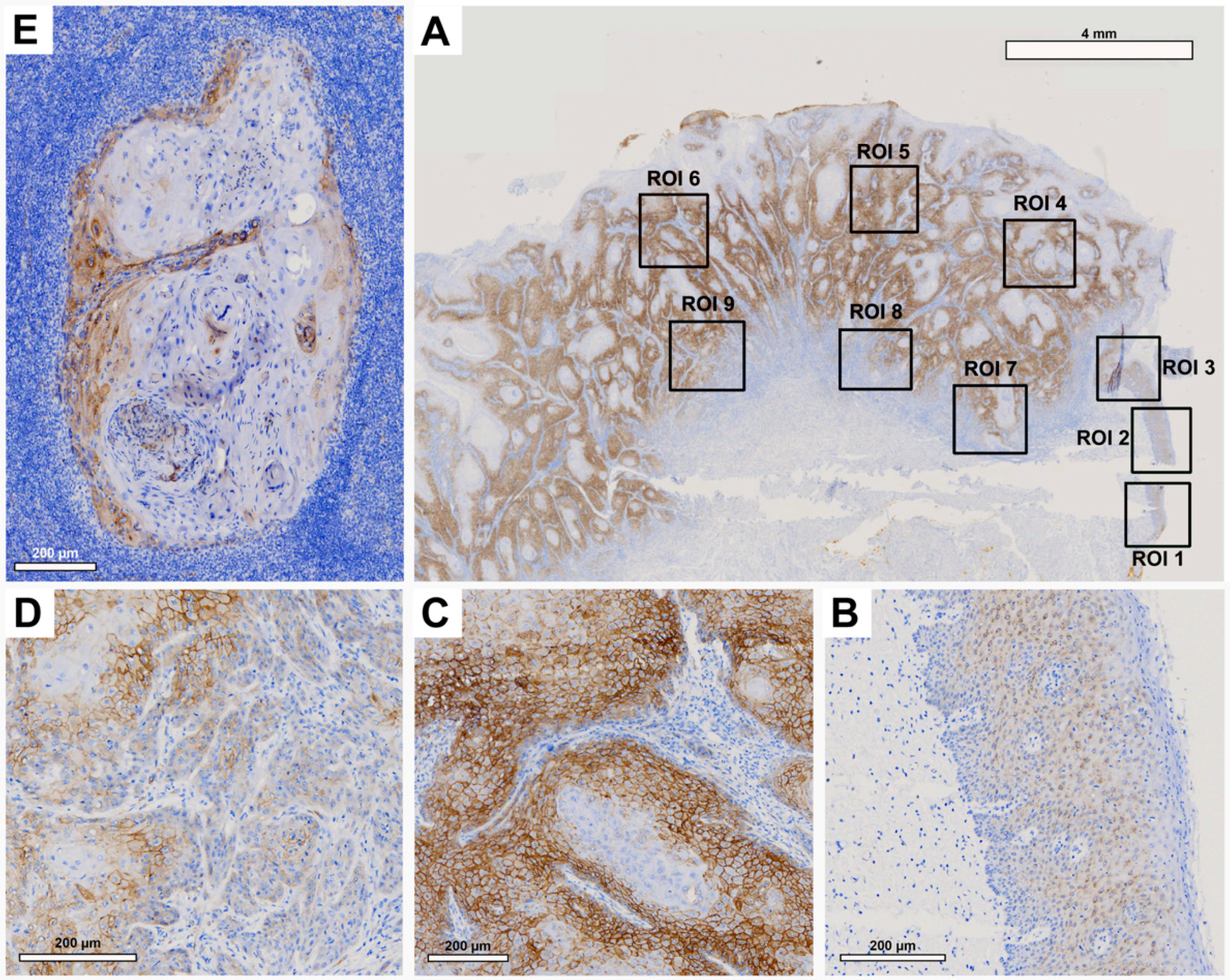 Cancers 15 04924 g002