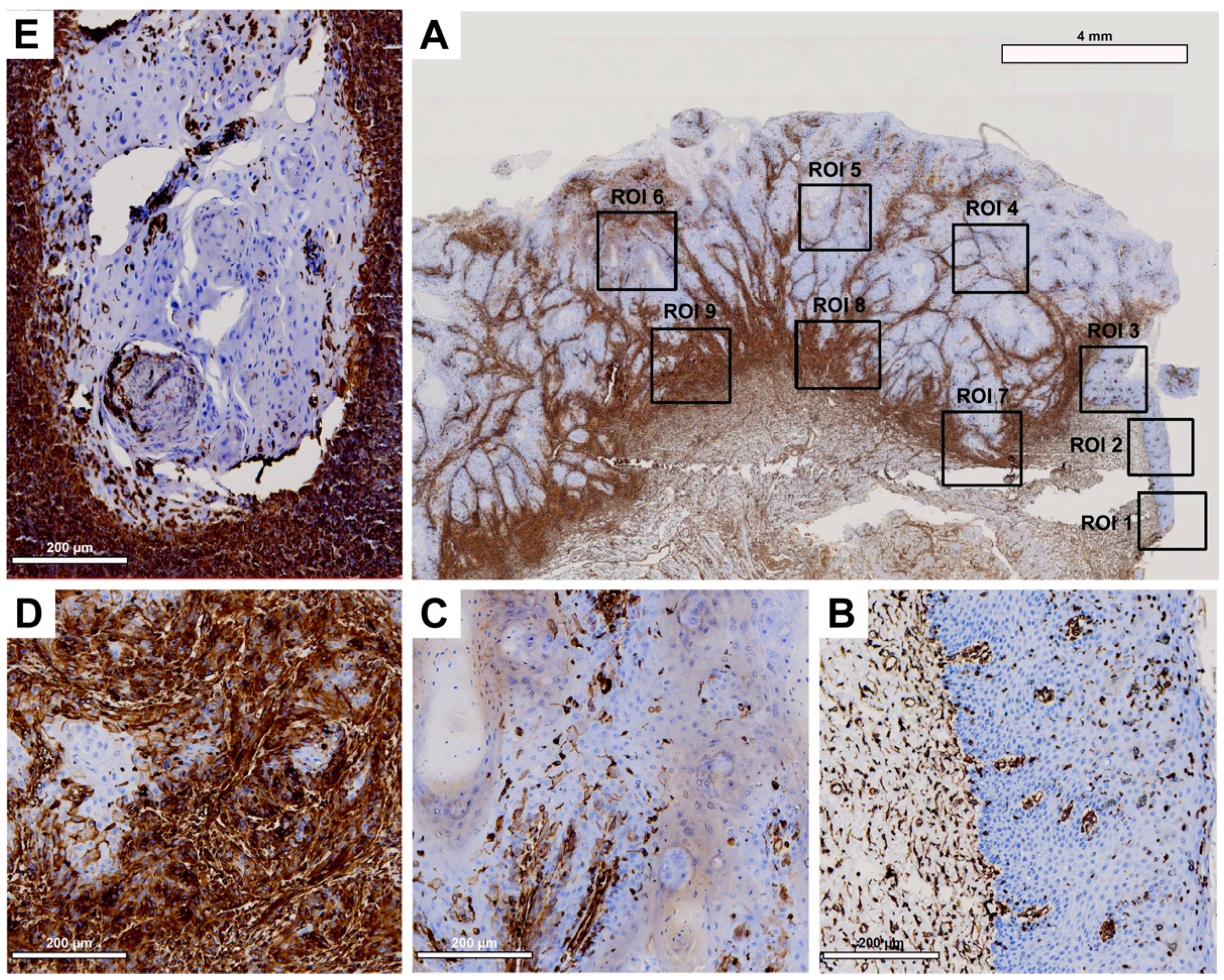 Cancers 15 04924 g005
