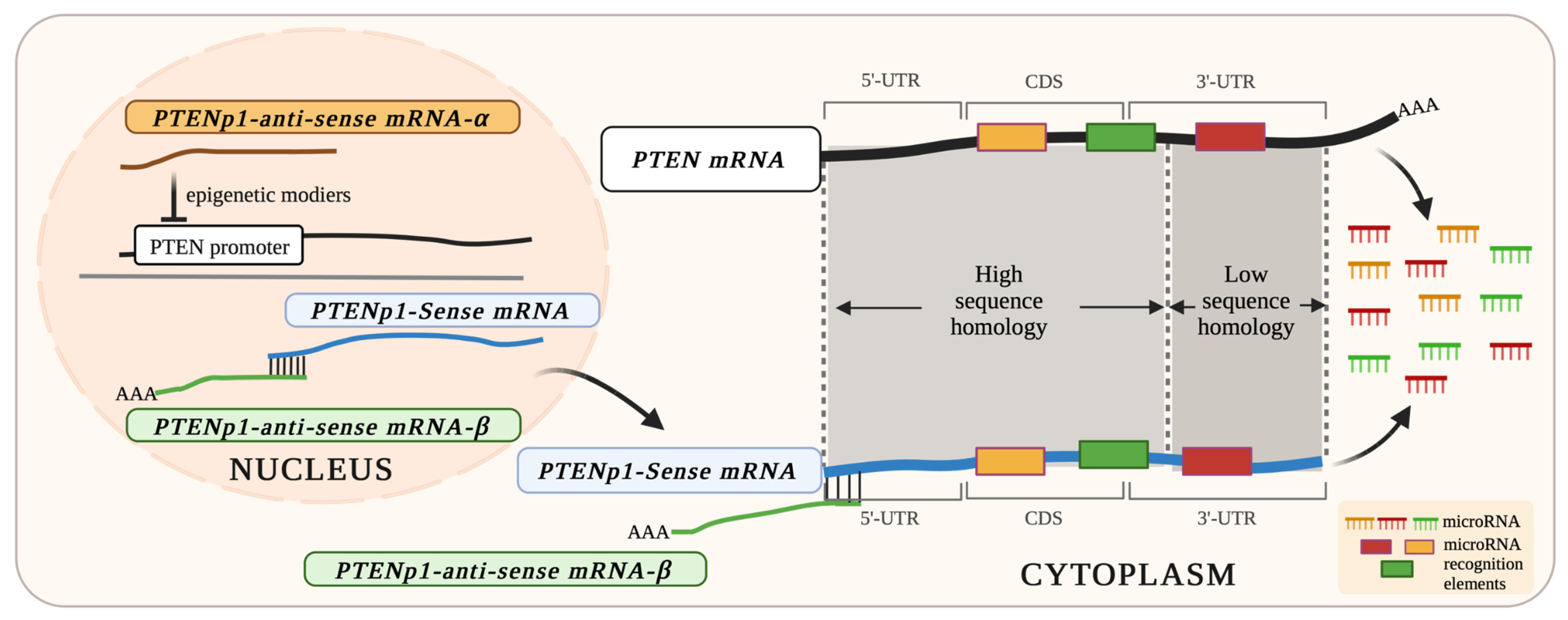 Cancers 15 04954 g001 Cancers 15 04954 g001